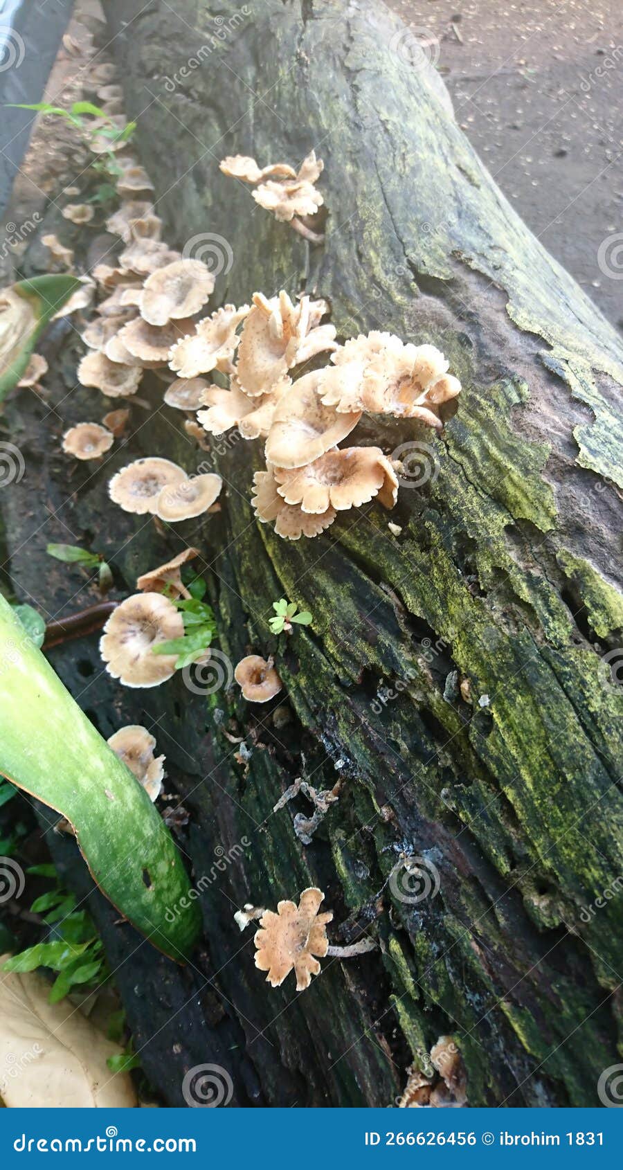 Plant and fungi herbs stock photo. Image of plant, herbs 266626456