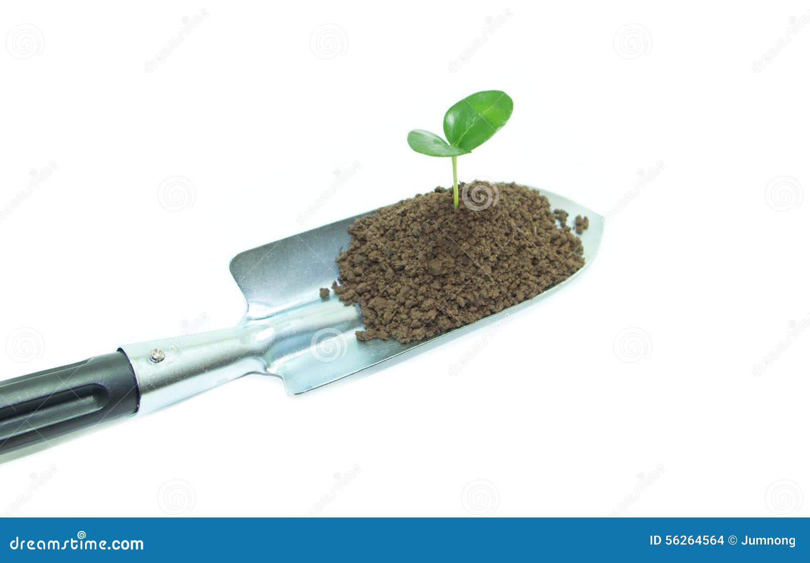 Plant on Garden Trowel on White Stock Photo Image of plant, white
