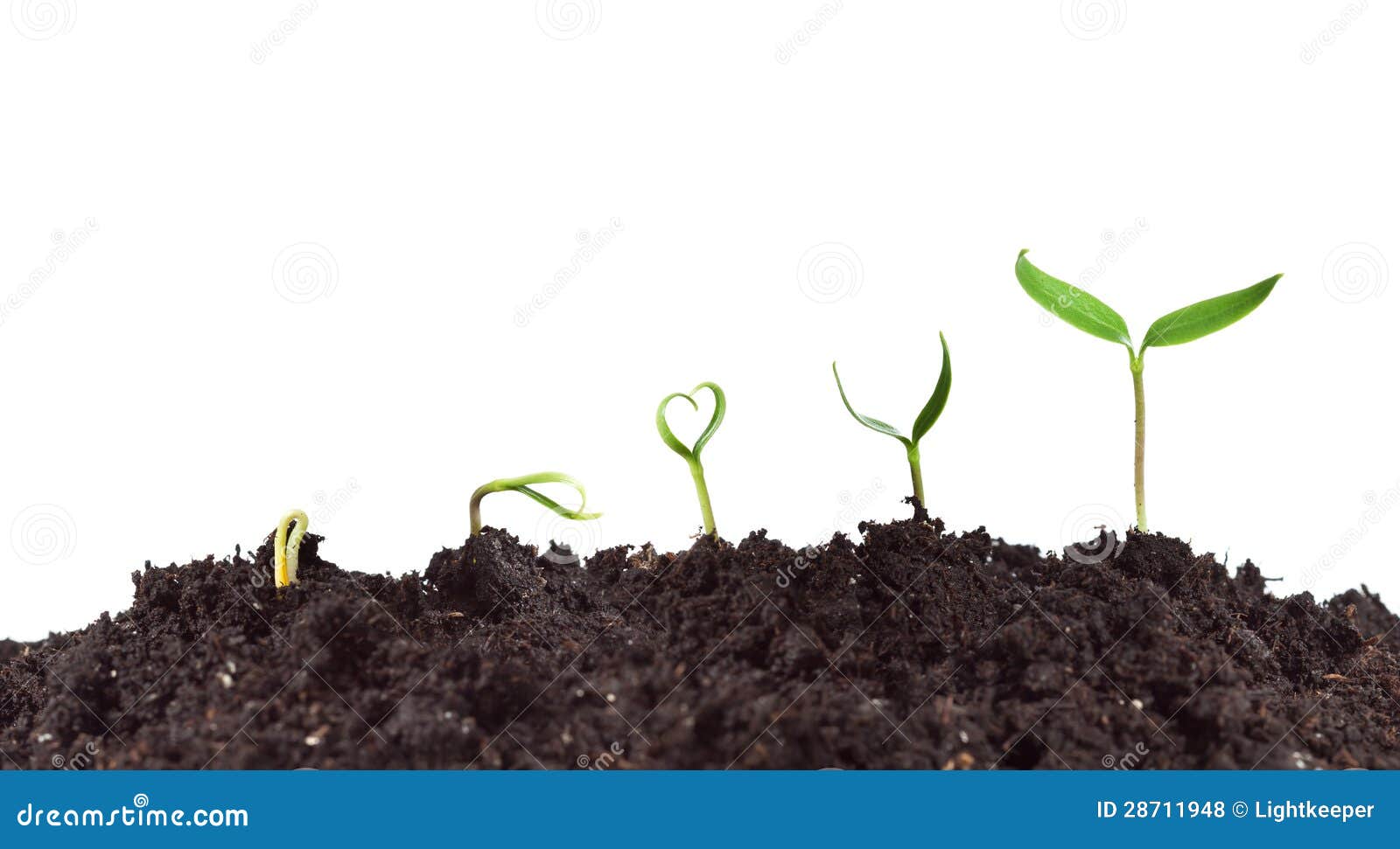 Plant Germination And Growth Royalty Free Stock Photos Image 28711948