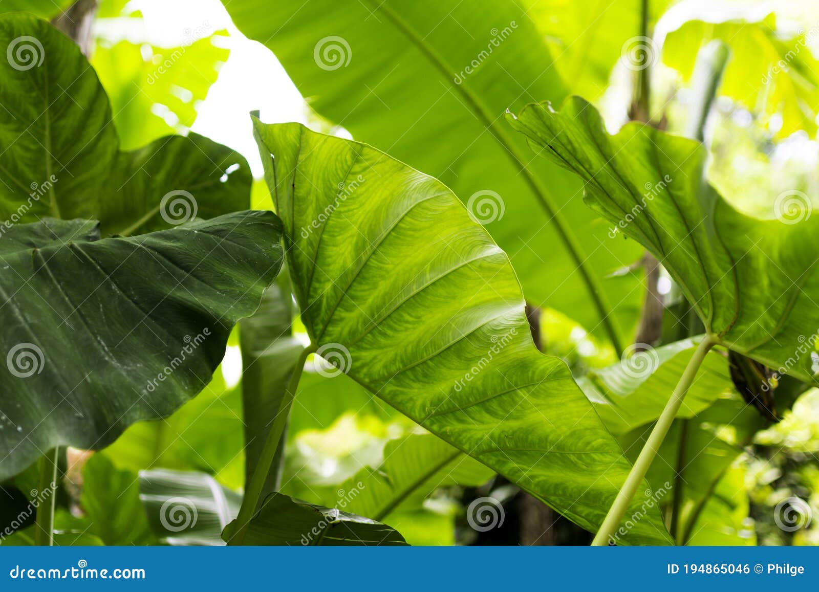 Plant With Giant Leaves Very Large Leaves Called The Giant Elephant S Ear Alocasia Macrorrhiza