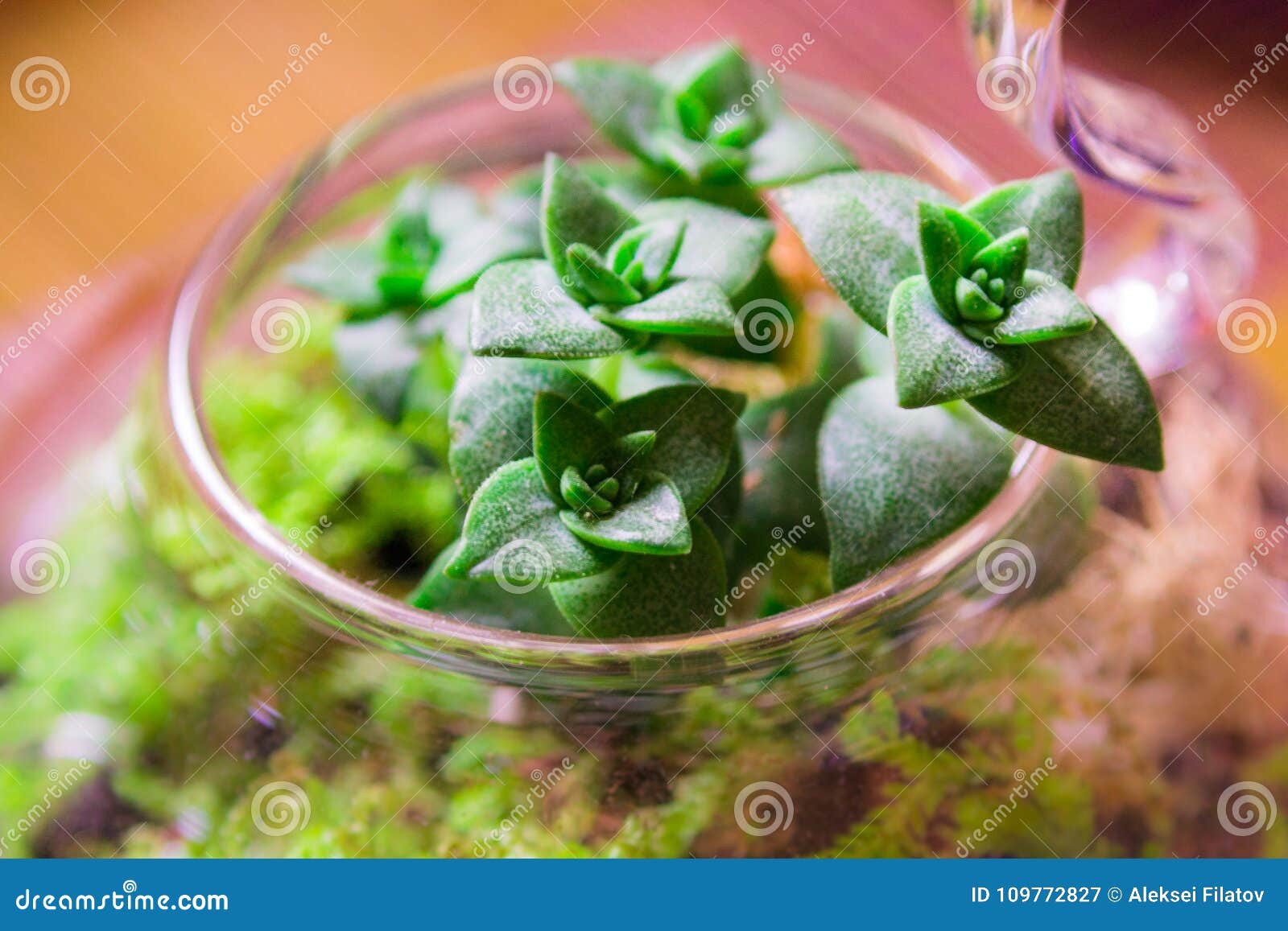 Plant in glass stock image. Image of growth, hobby, bottle 109772827