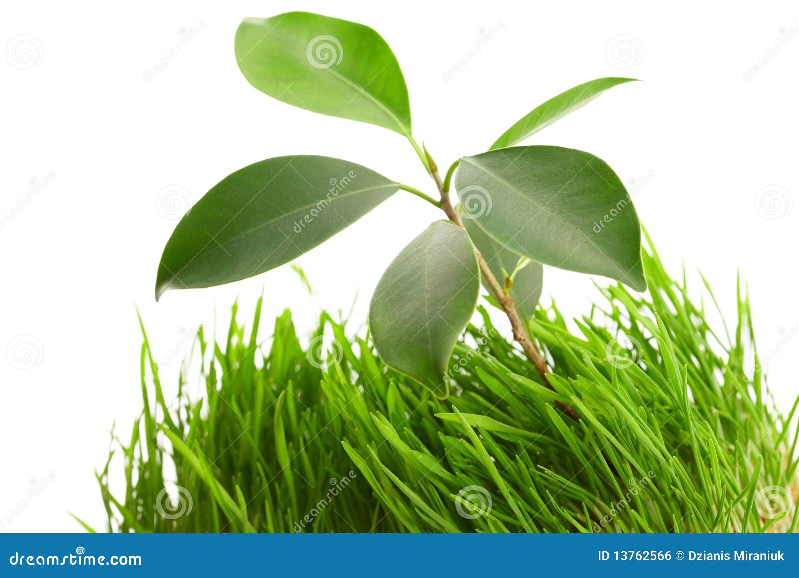 Plant in the grass stock photo. Image of beautiful, meadow 13762566