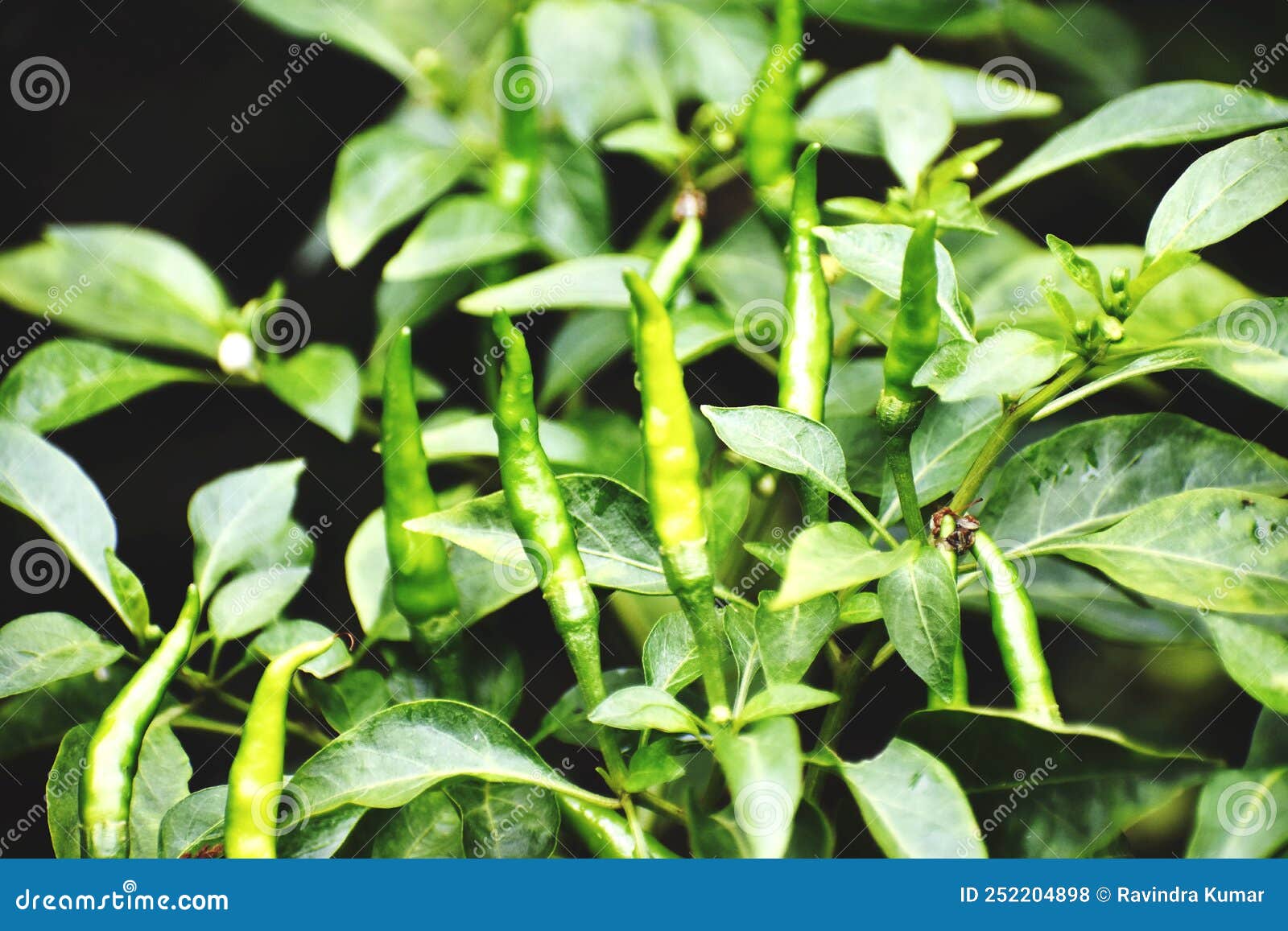 Plant of green chilli stock photo. Image of grass, garden 252204898