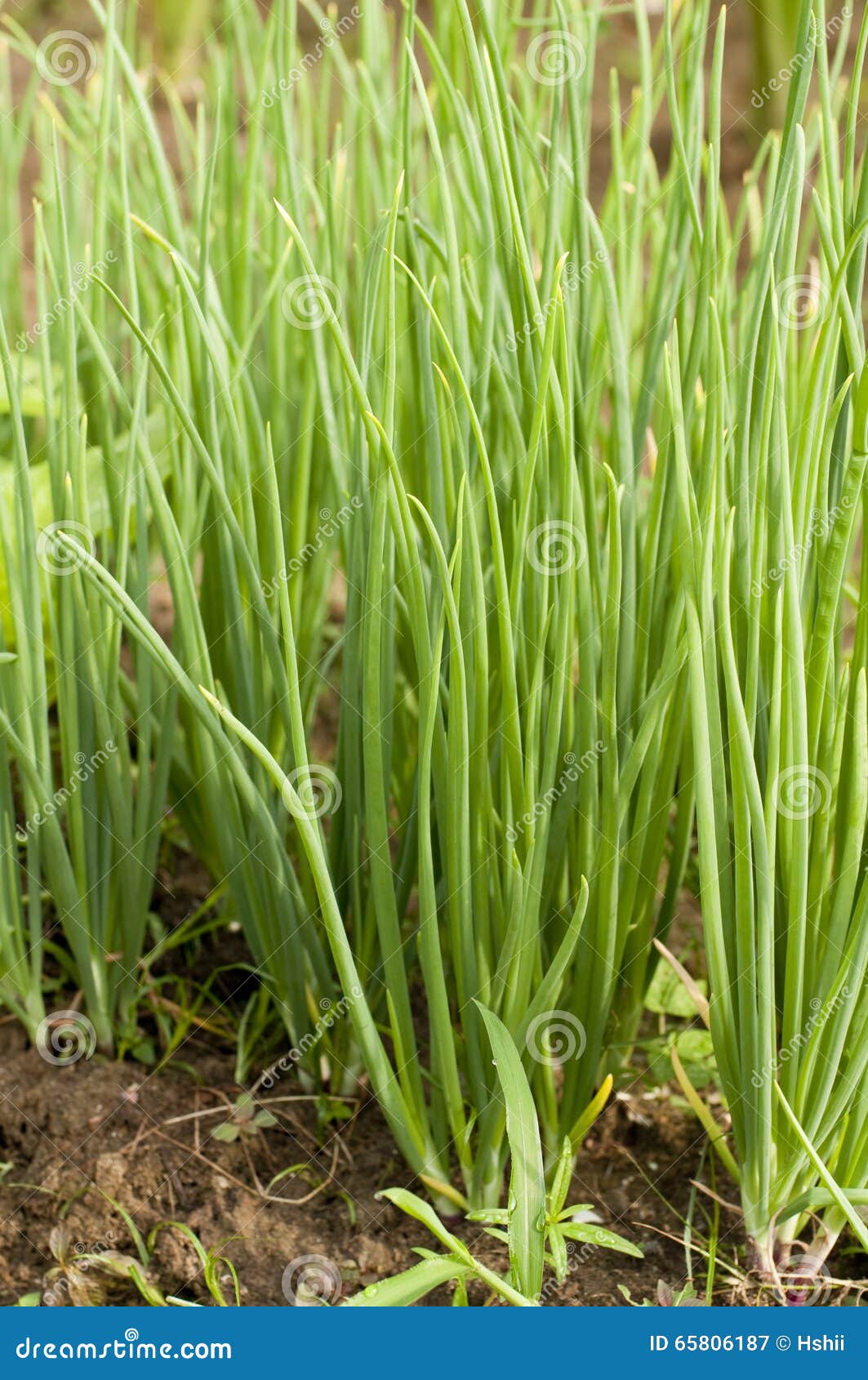 Plant of Green Onion stock image. Image of soil, flora 65806187