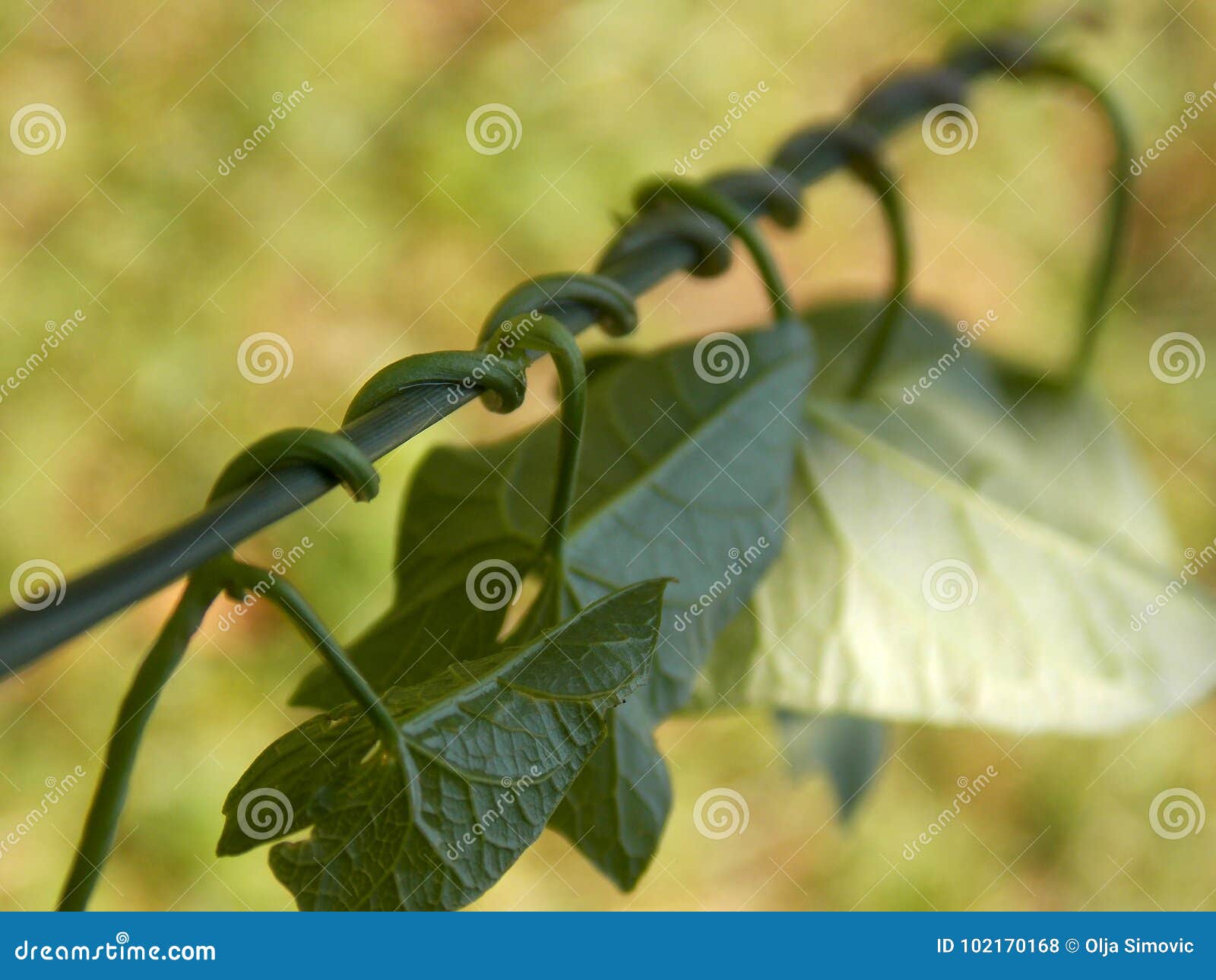 Plant stock photo. Image of little, wrapped, plant, macro 102170168