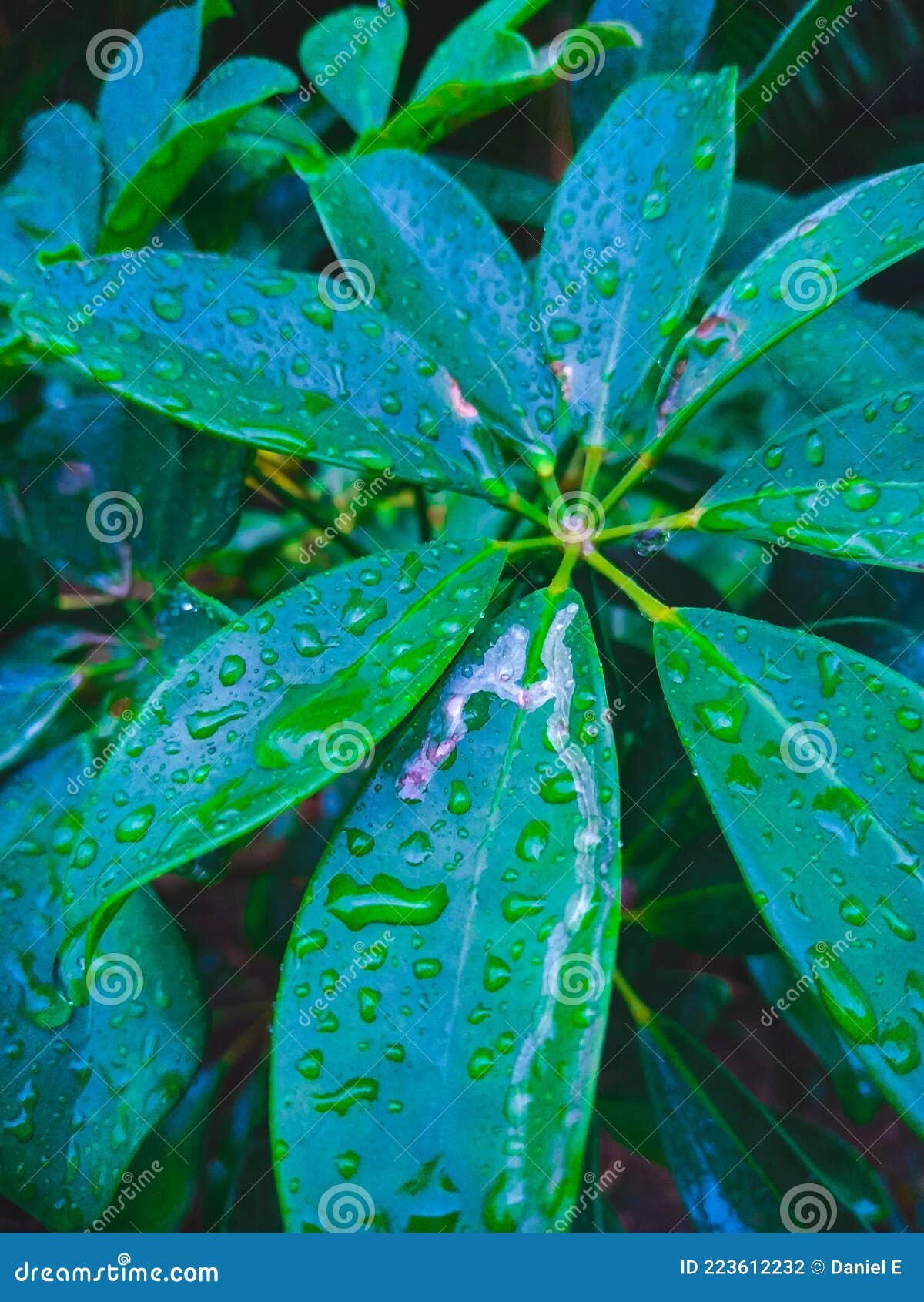 Plant Greens Best stock photo. Image of shrub, petal 223612232
