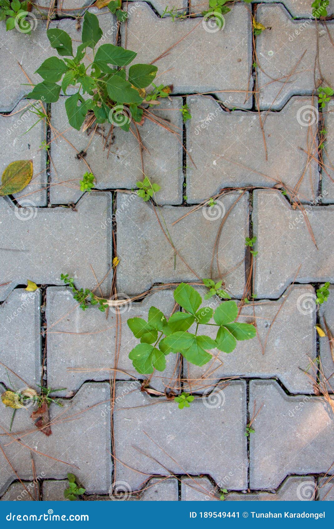Plant on the ground stock image. Image of nature, germinating 189549441
