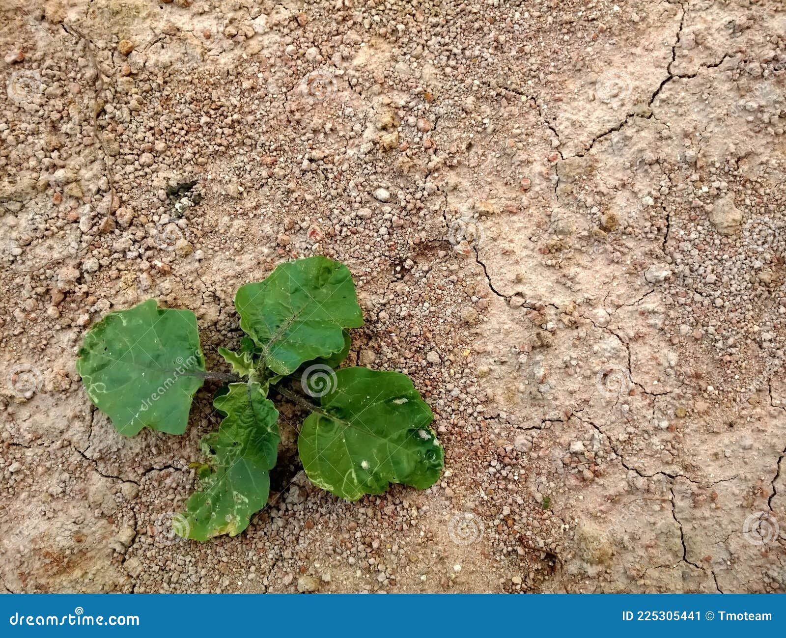 Plant Grow in Dry Barren Ground. Stock Image Image of grow, tree