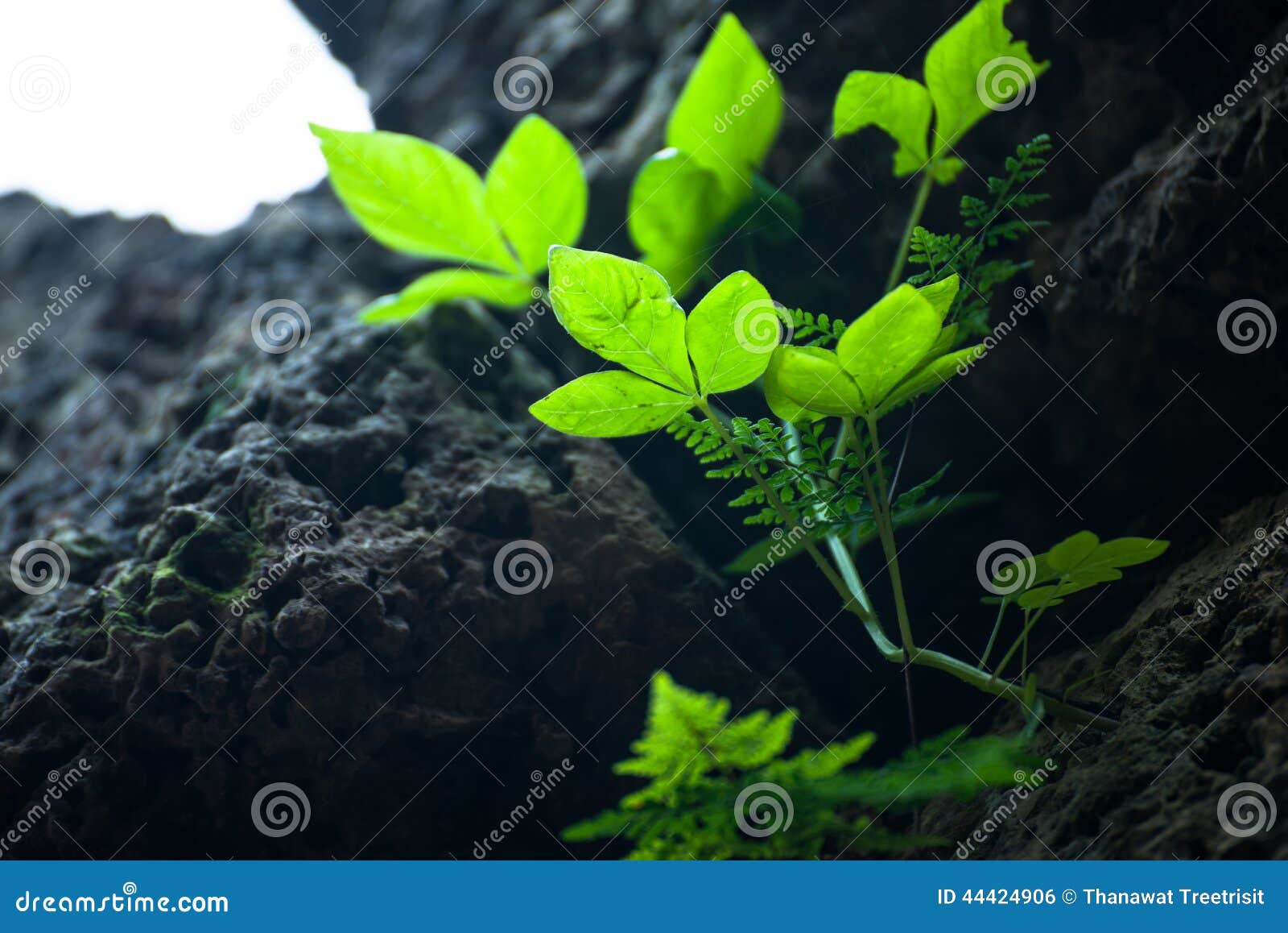 Plant grow stock photo. Image of closeup, grow, green 44424906