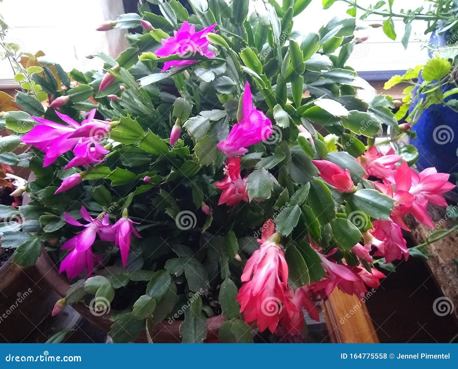 Plant Grow Love Life Beautiful Stock Photo Image of beautiful, grow