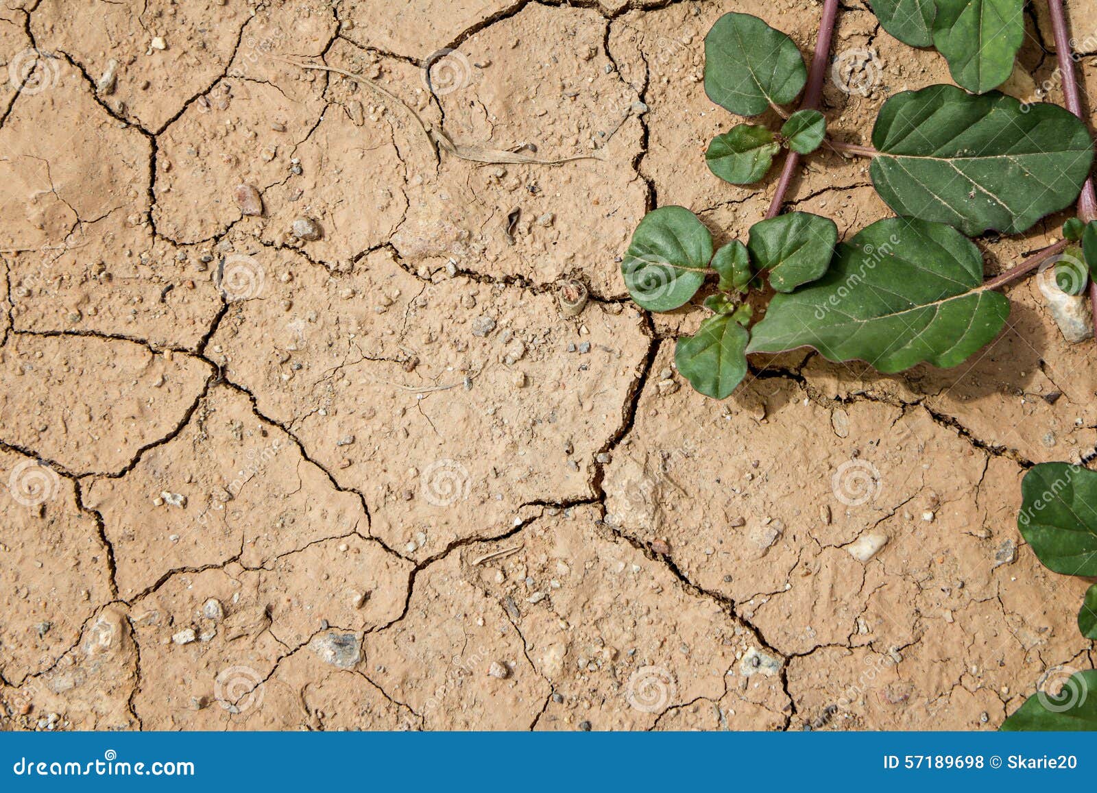 Plant Grow Up on Cracked Ground Stock Photo Image of global, abstract