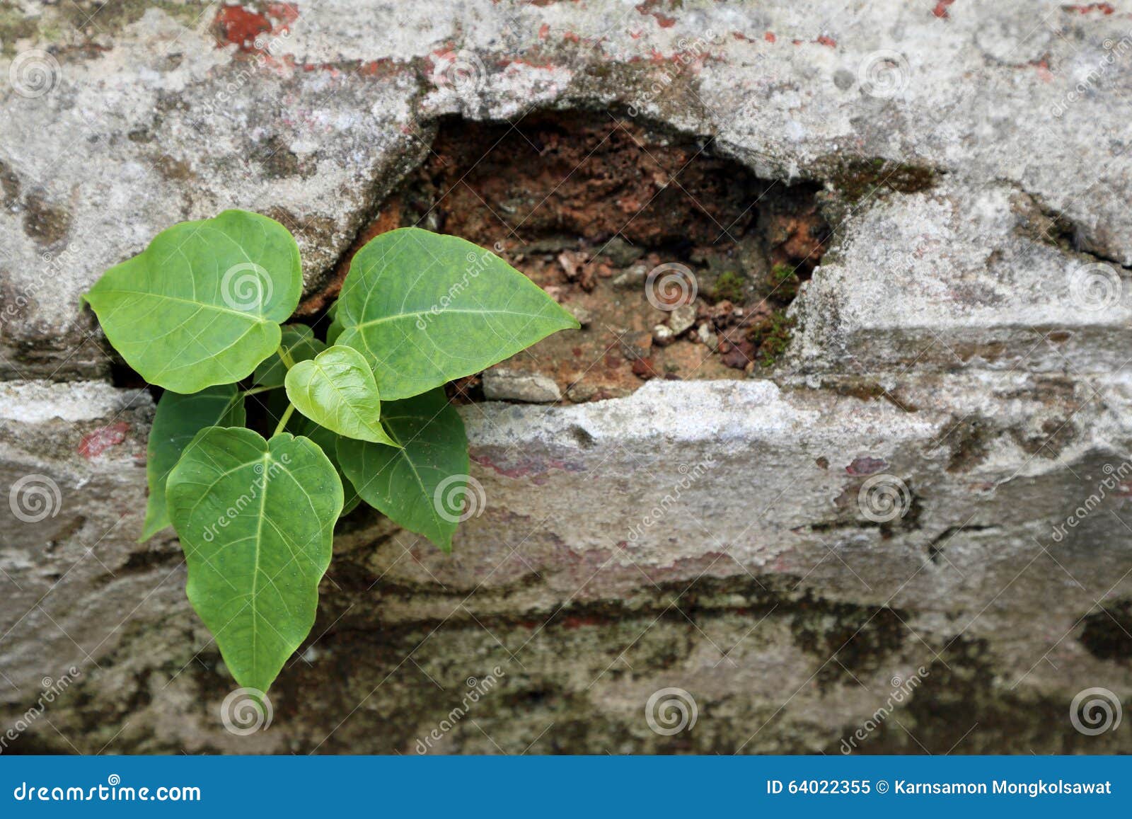 Plant Grow Up on Cracked Wall Stock Image Image of abstract, courage
