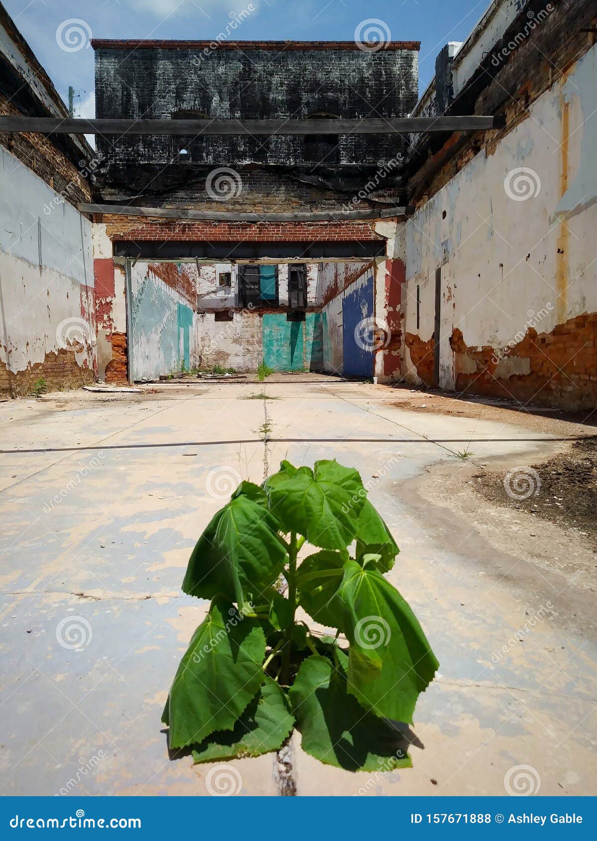 in Abandoned Building Stock Photo - of grimey, grunge: 157671888