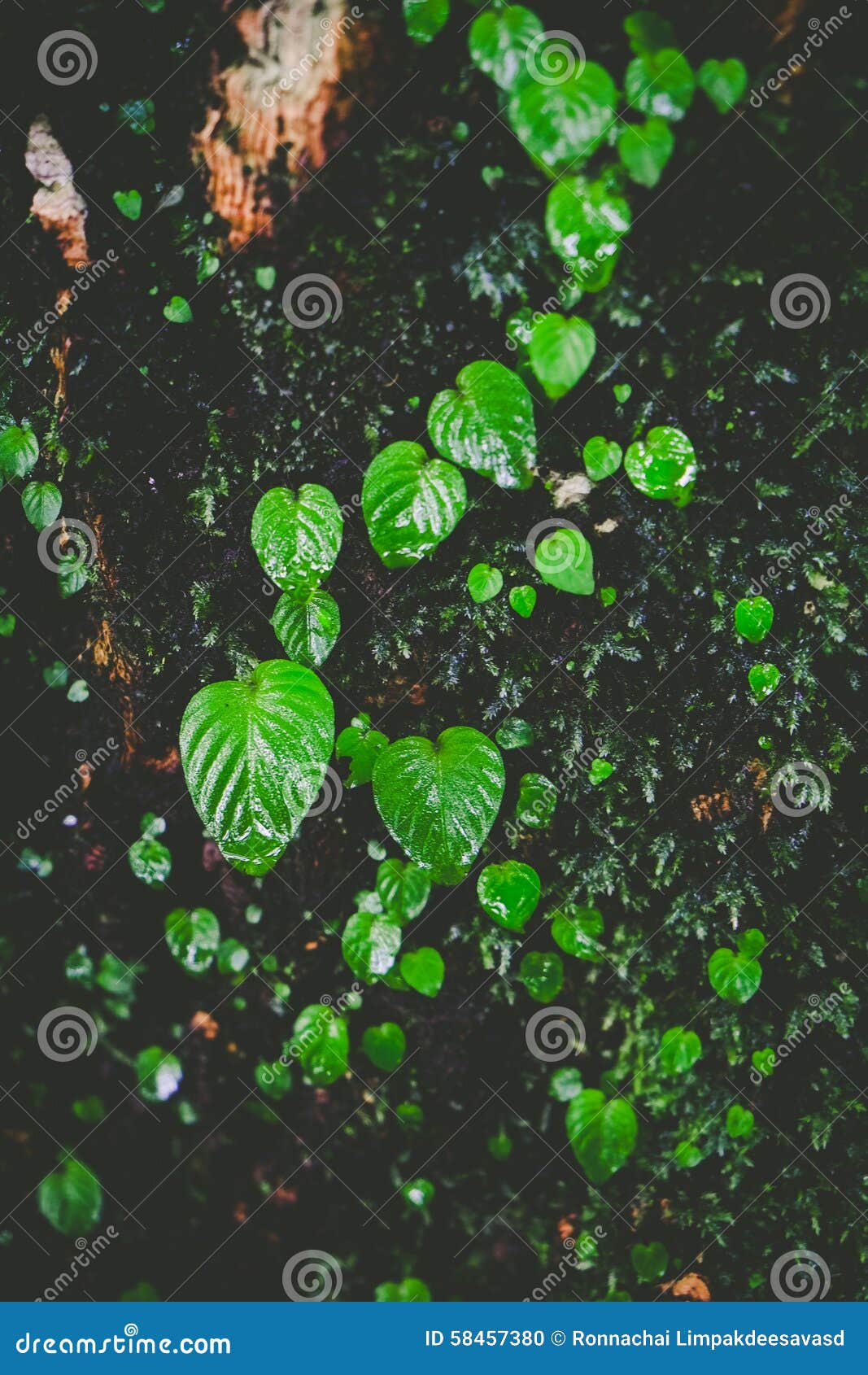 Plant growing around tree stock photo. Image of growing 58457380