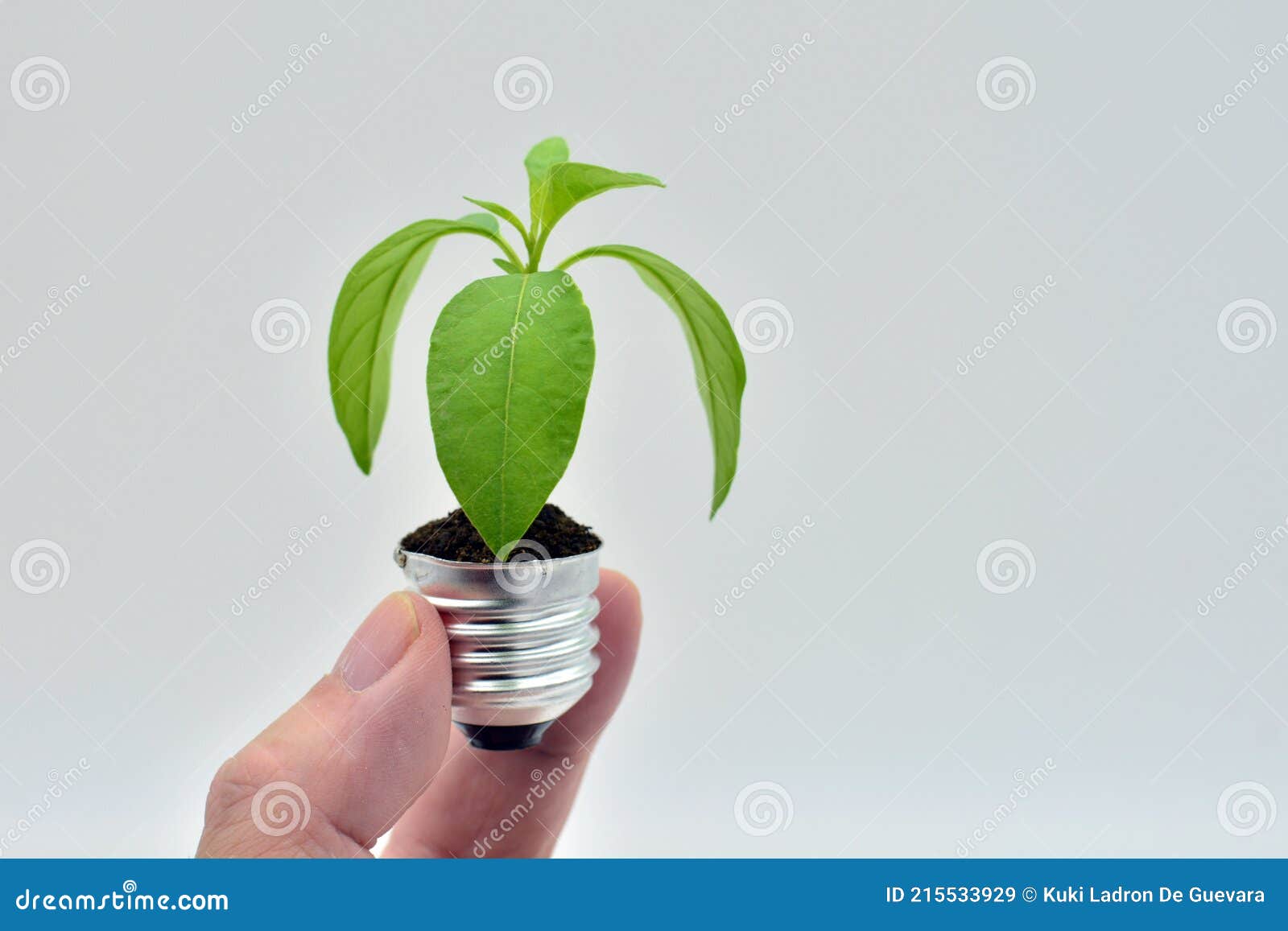plant growing in a bulb