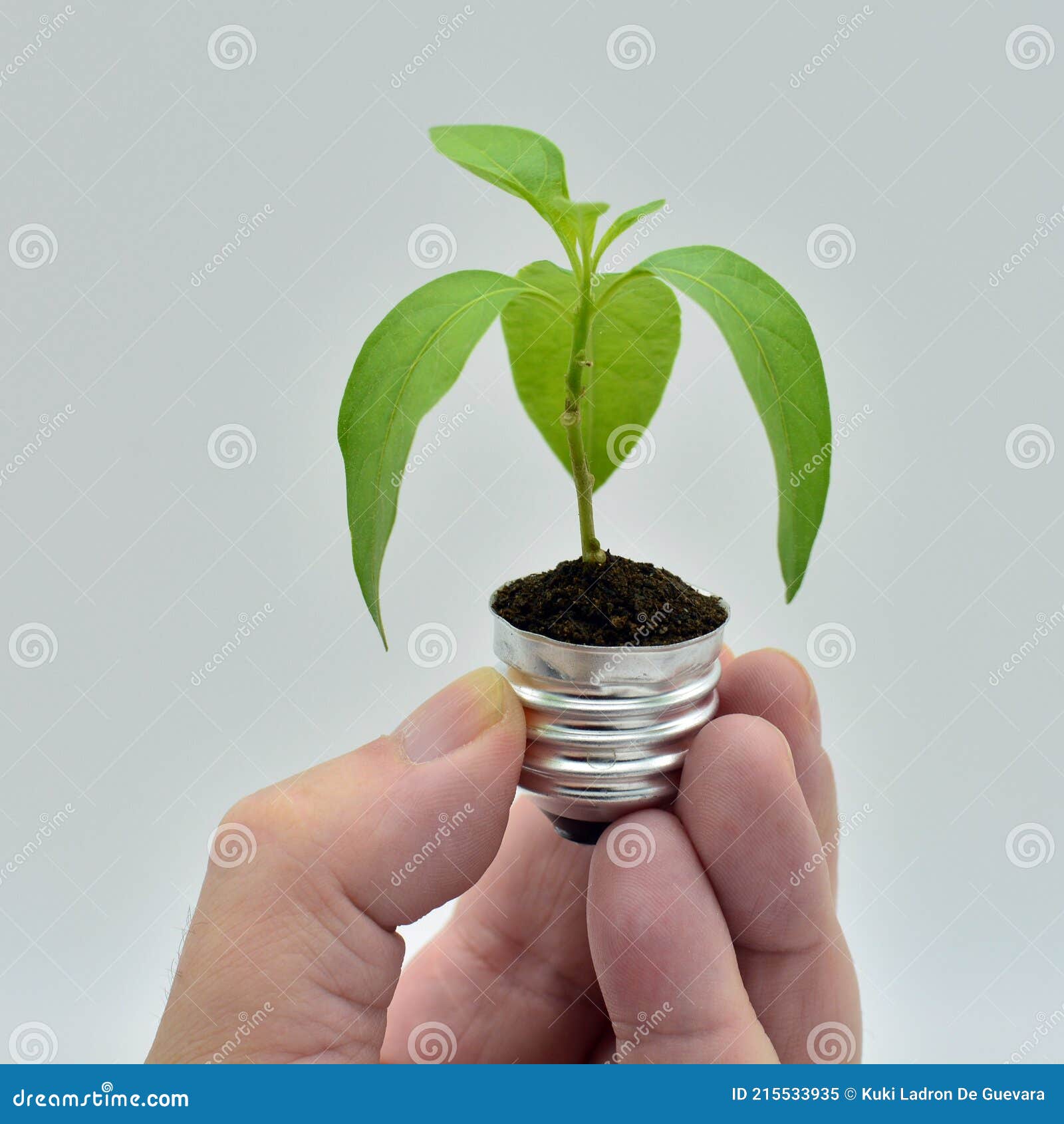 plant growing in a bulb
