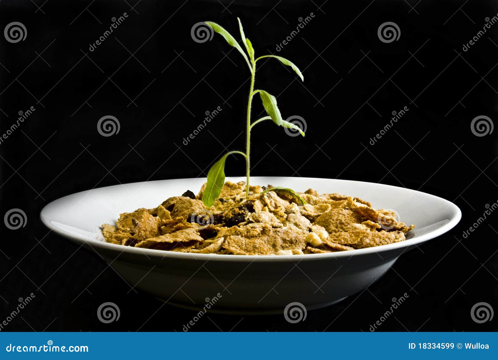 Plant Growing from Cereal on Black Stock Image Image of fiber, food