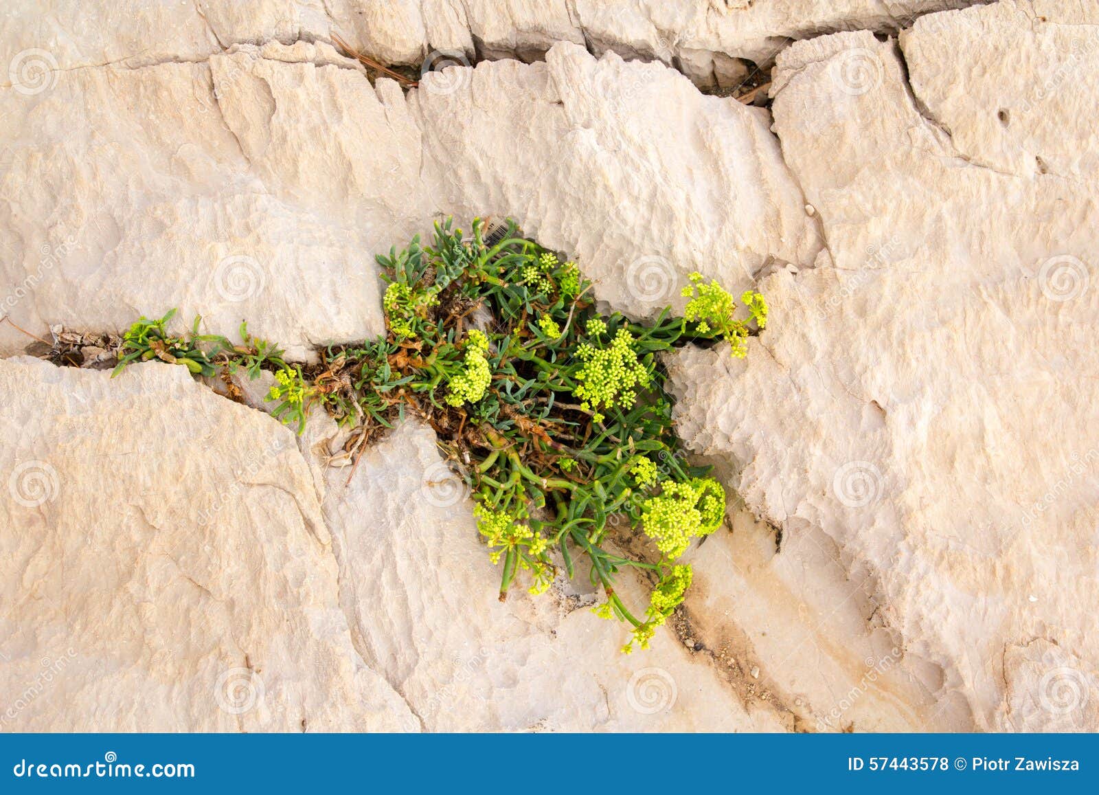 Plant growing in crack stock photo. Image of sightseeing 57443578