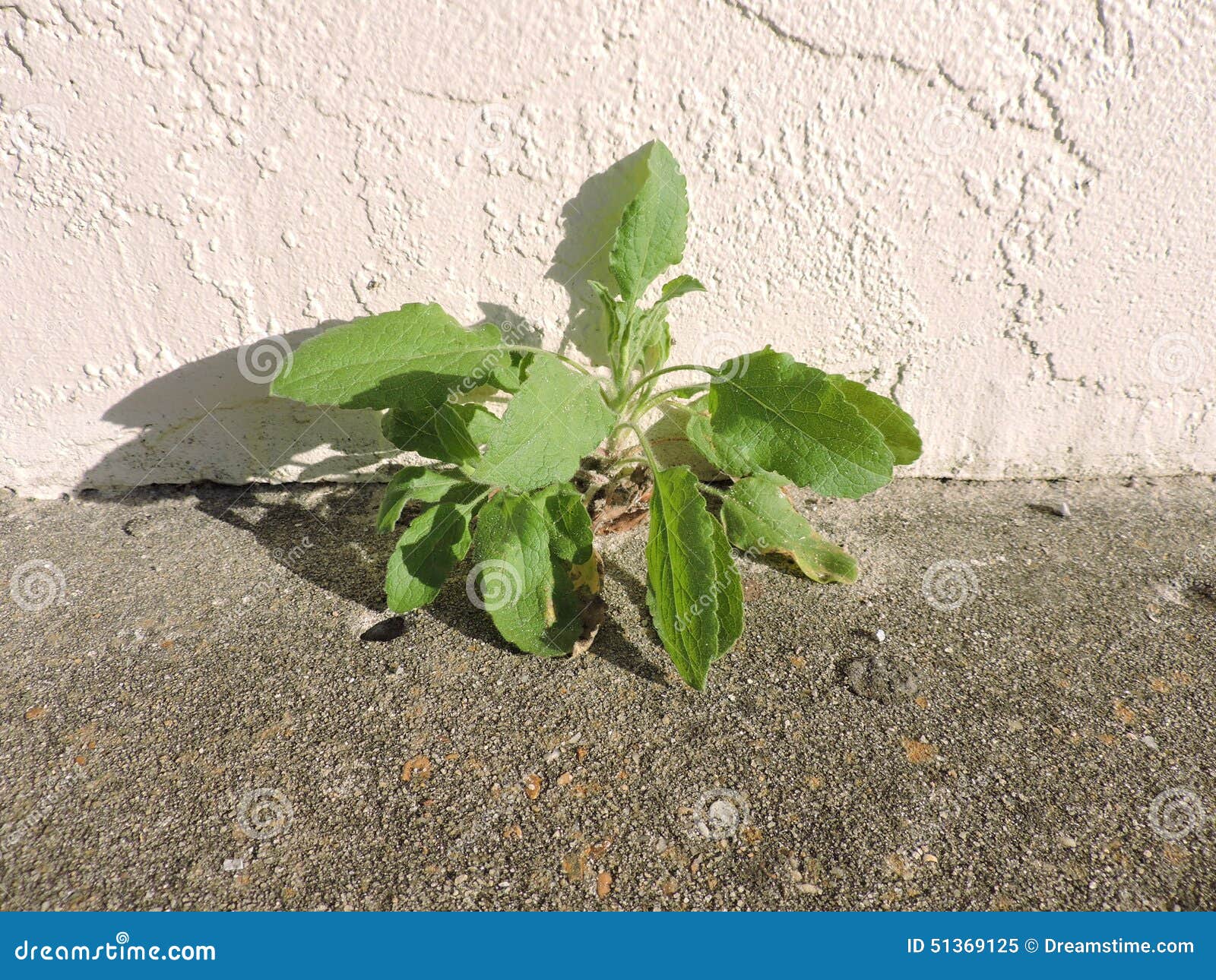 Plant growing in a crack stock image. Image of green 51369125