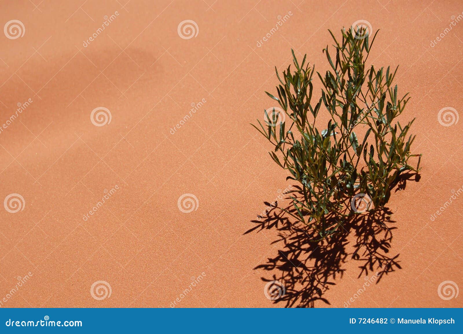 Plant growing in desert stock photo. Image of vegetation 7246482