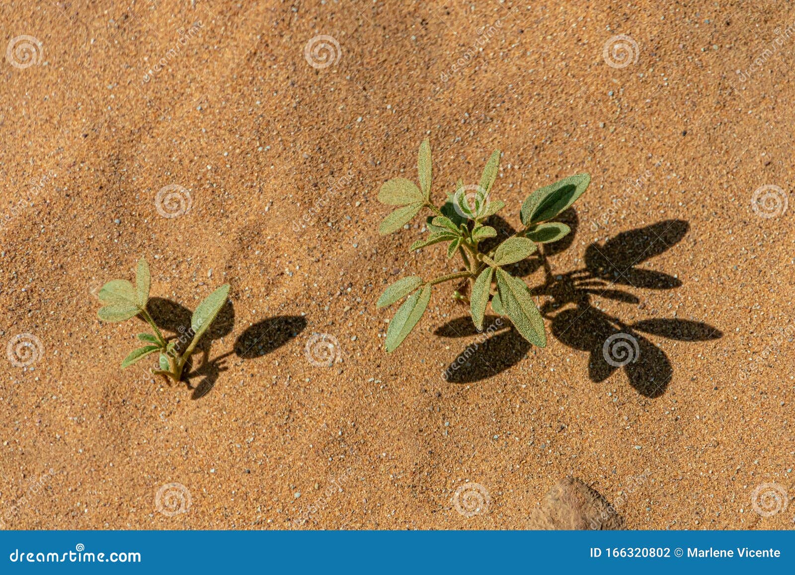 Plant Growing in the Desert Sand of Morocco Stock Photo Image of