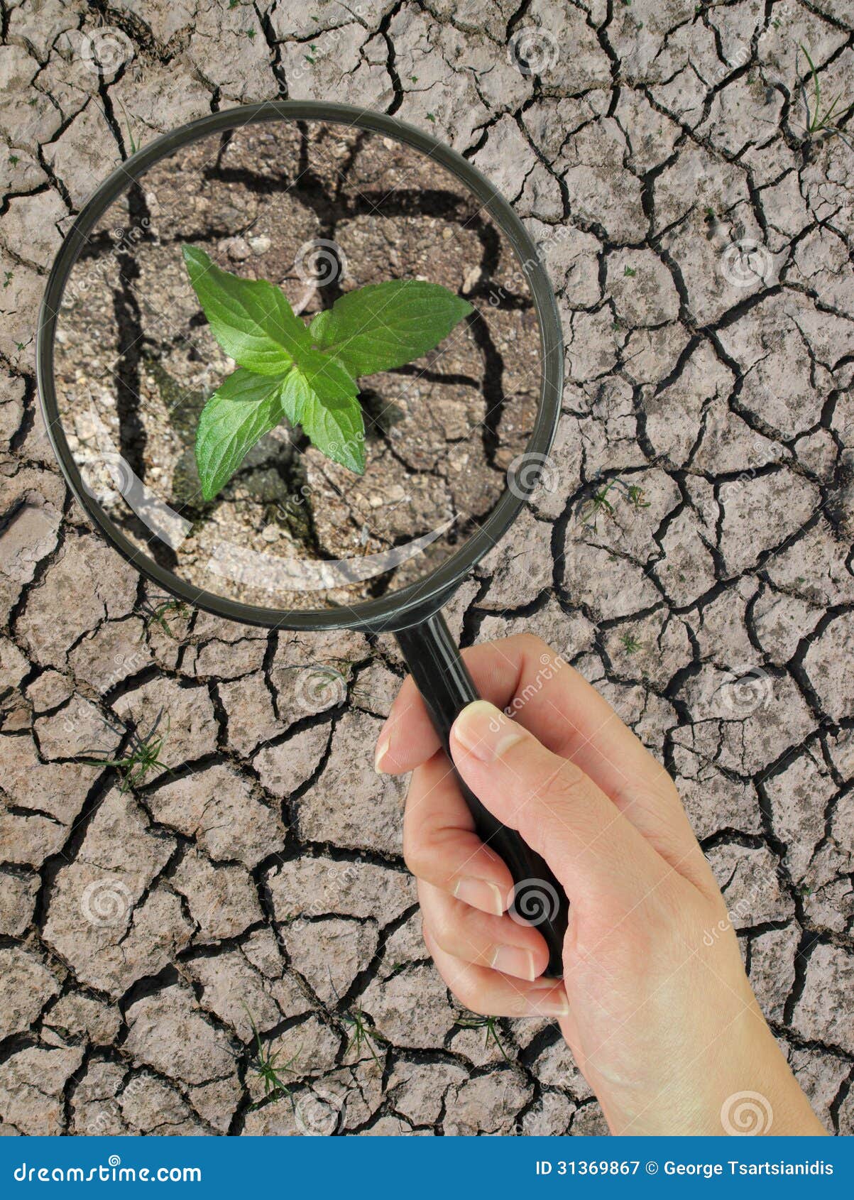 Plant growing on dry earth. Green plant growing on cracked dry earth