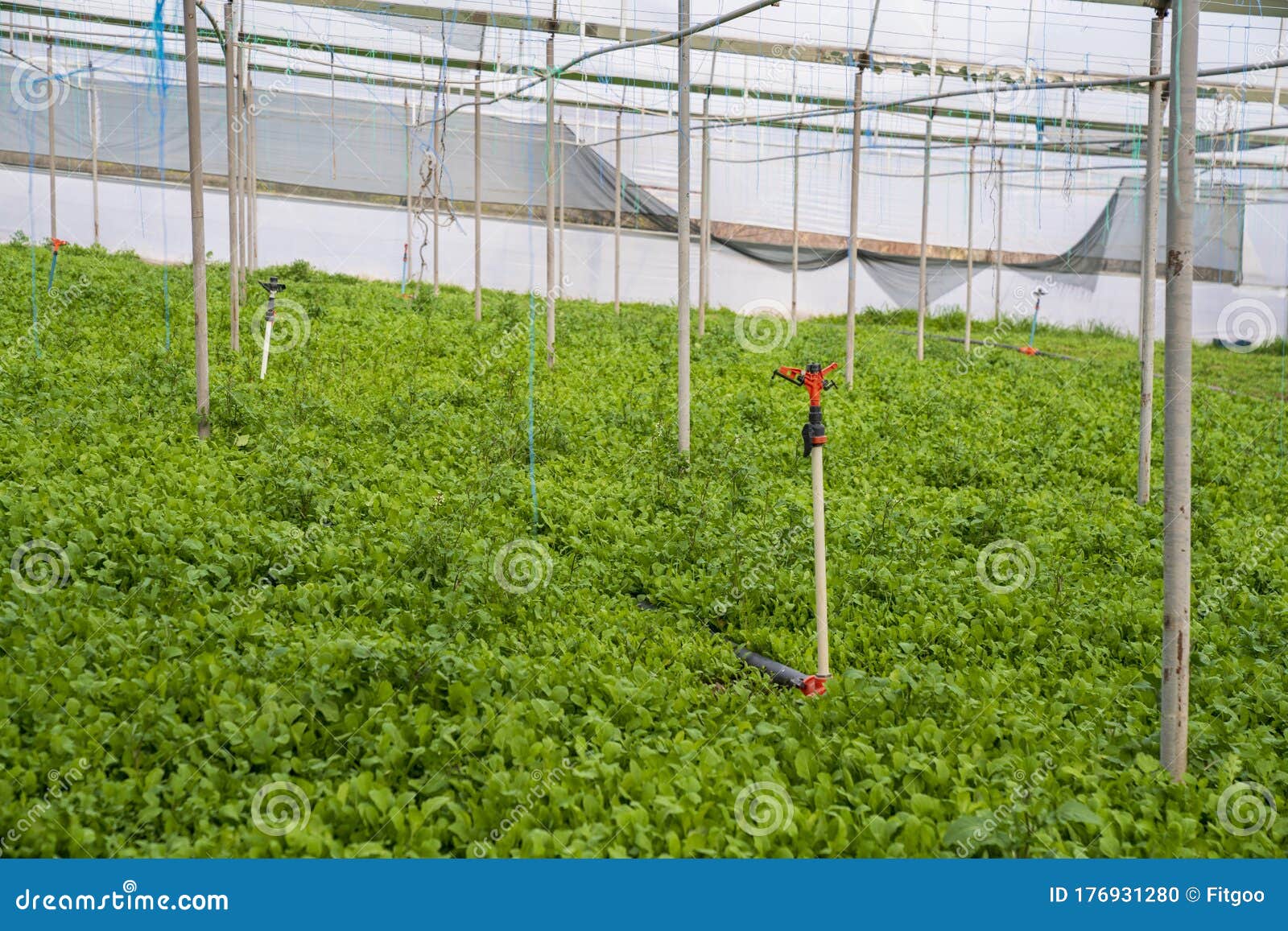 plant growing in greenhouse tere-maydonoz-stock photo