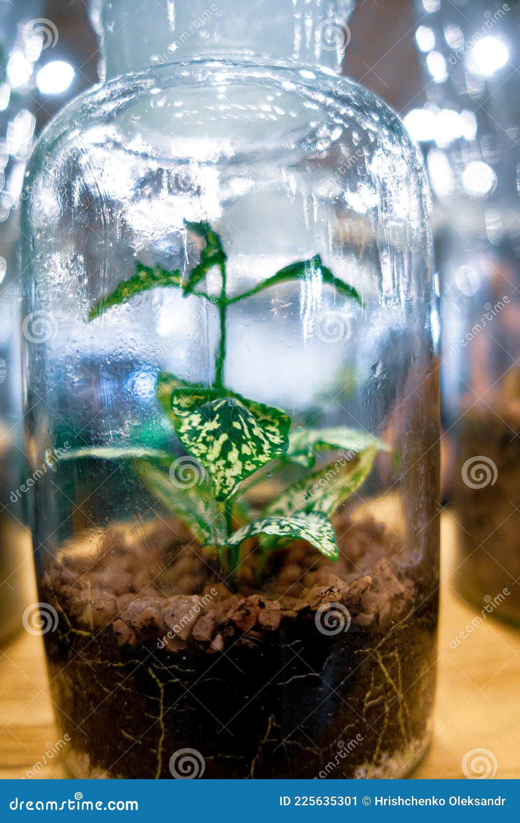 A Plant Growing Inside a Glass Jar Stock Image Image of conservation