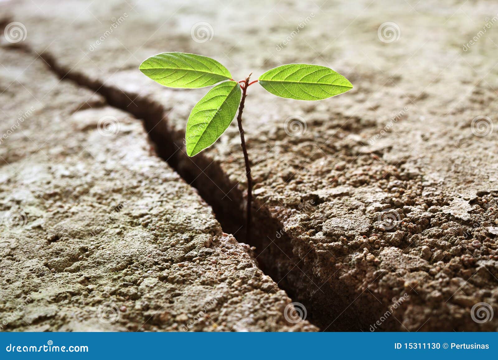 plant growing out of concrete