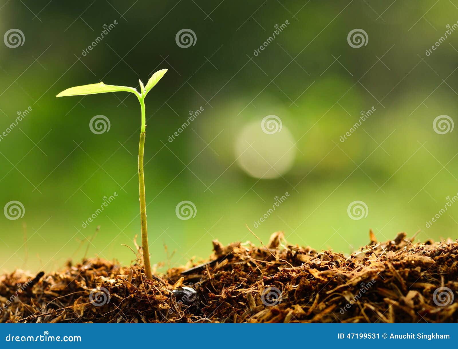plant growing over green environment