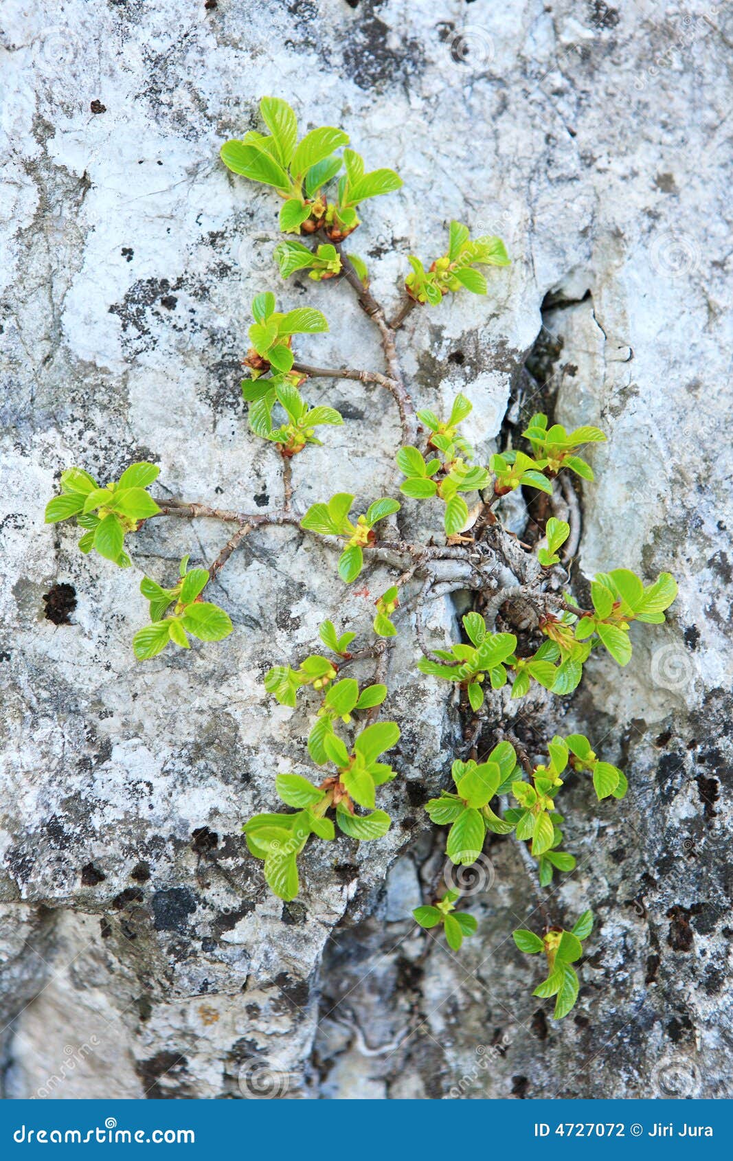 Plant growing on rock stock photo. Image of detail, leafy 4727072