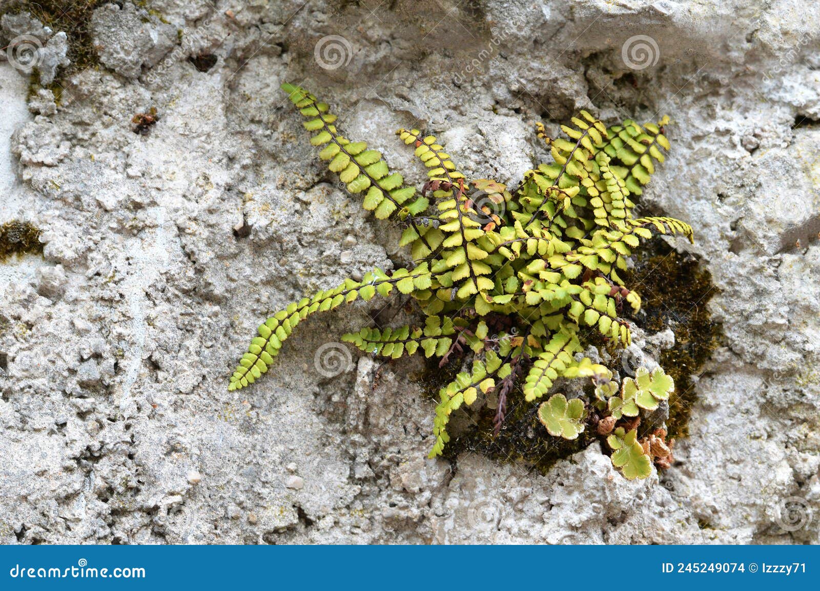 Plant Growing on Concrete Wall Stock Photo Image of material, outdoor