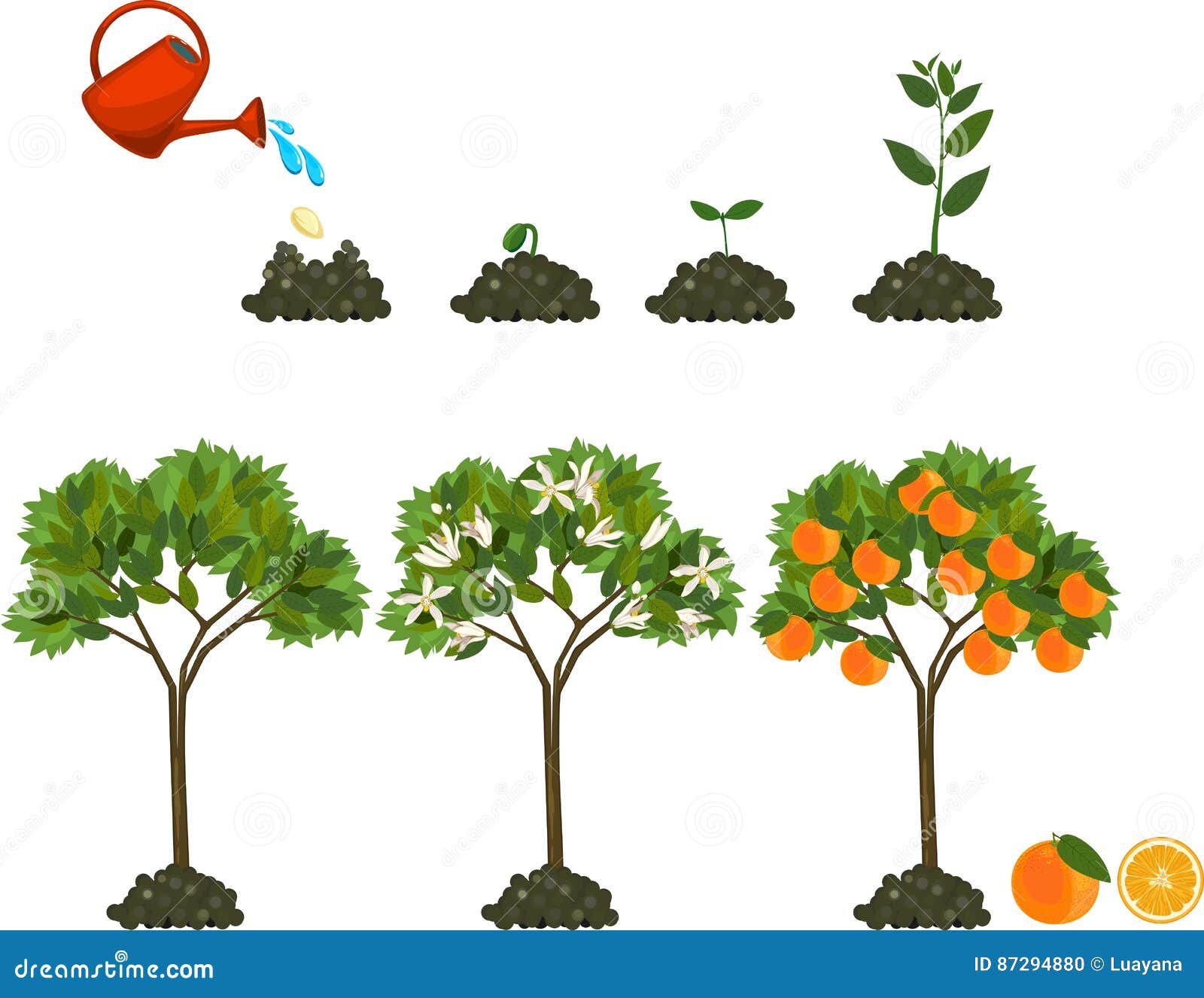 Plant Growing From Seed To Orange  Tree  Life Cycle  Plant 