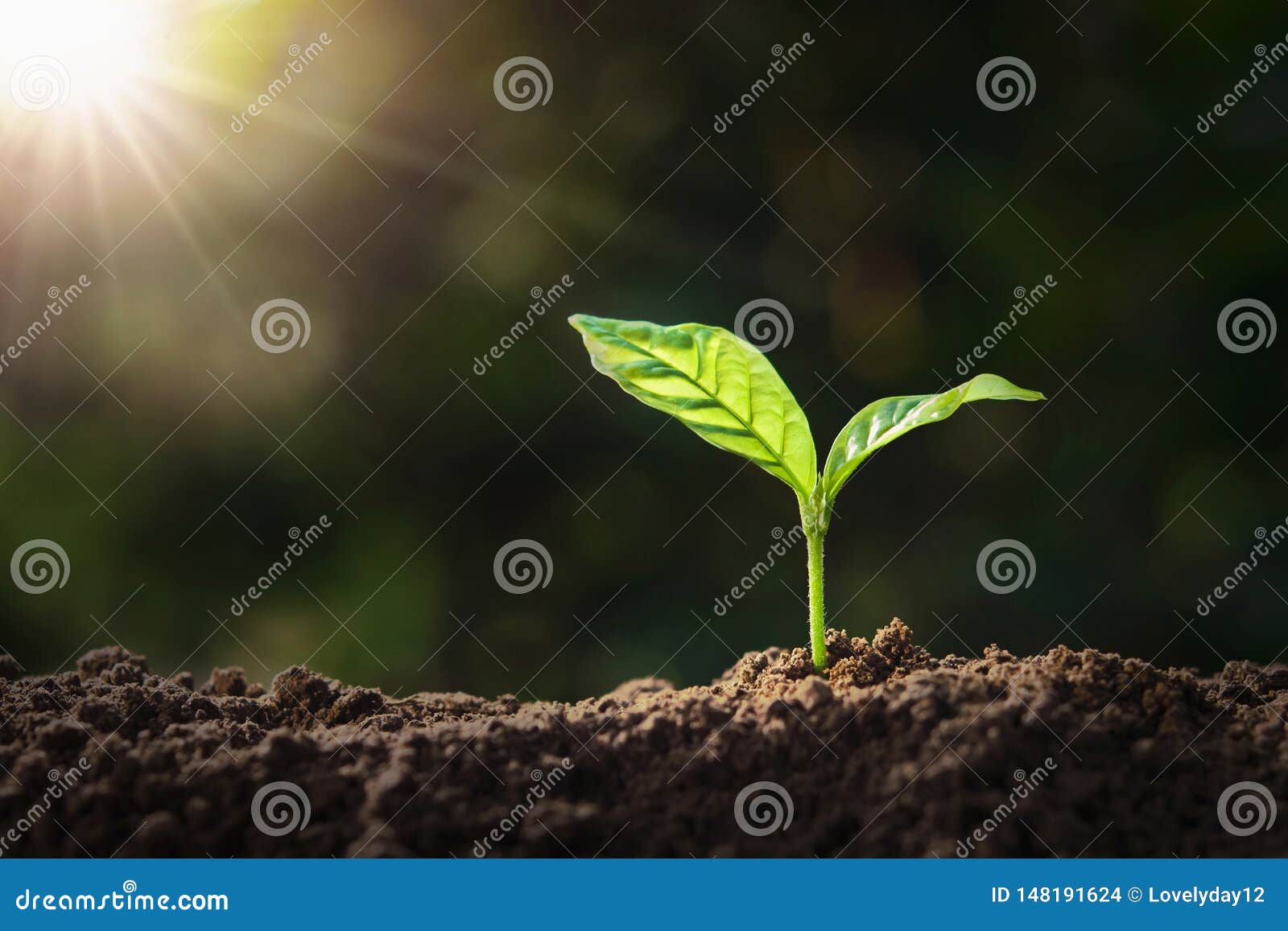 plant growing on soil with sunshine. eco earth day concept
