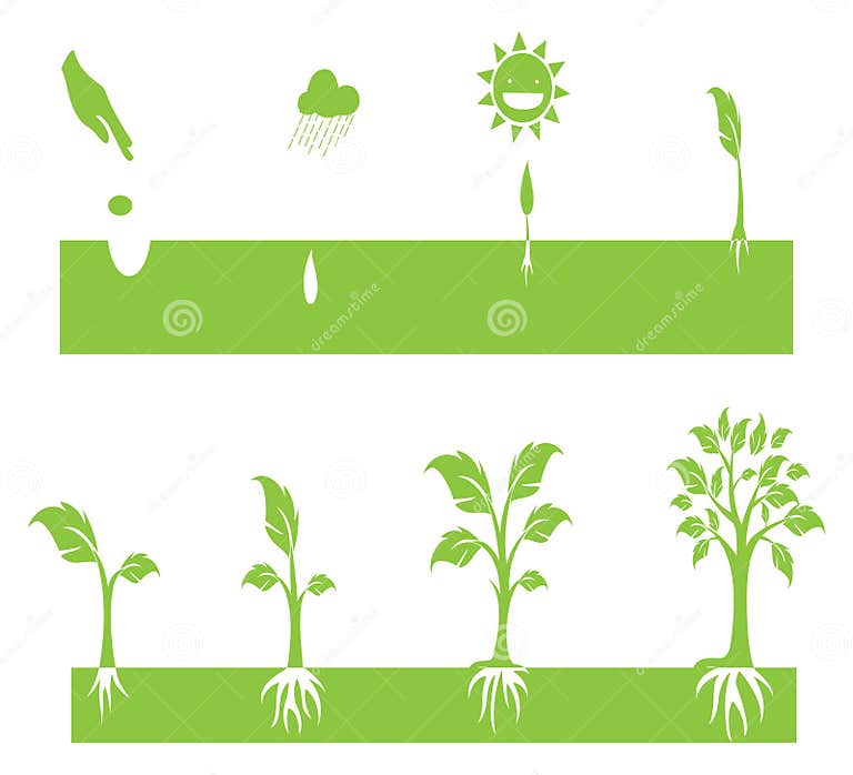 Plant Growing stock vector. Illustration of stages, cotyledon - 40854804