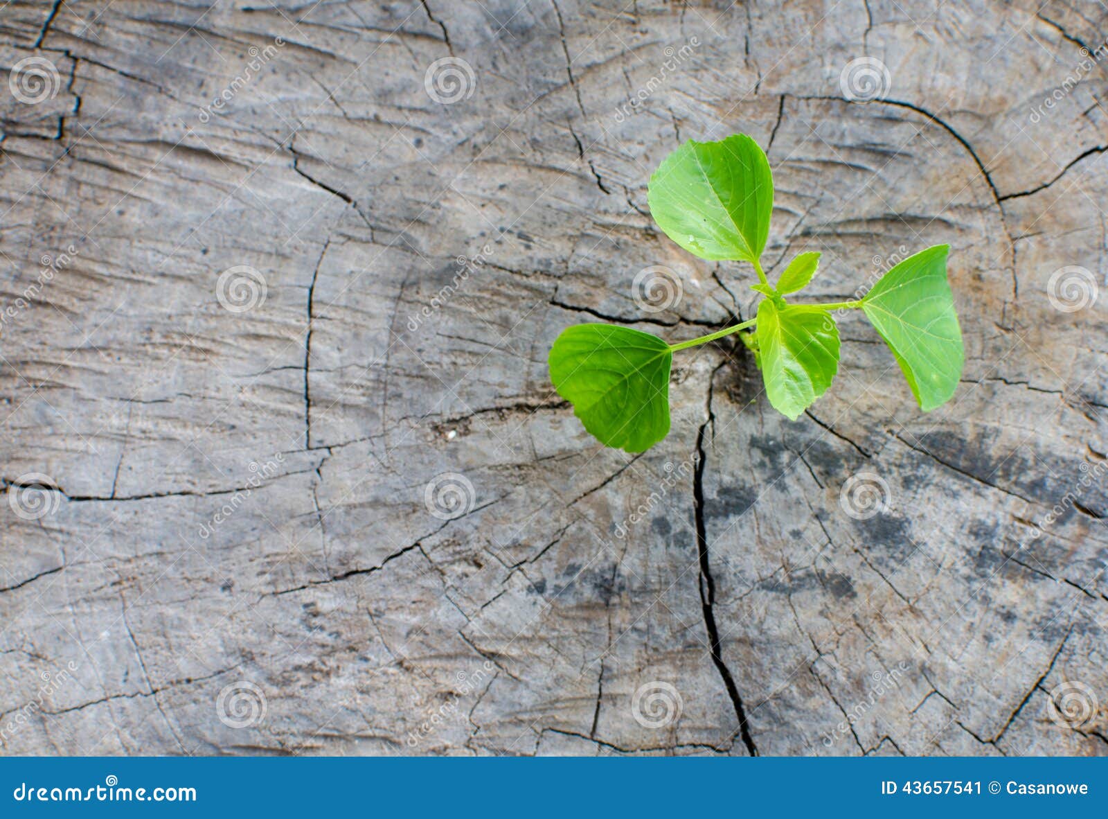 Plant Growing on Tree Stump Stock Image Image of space, seed 43657541