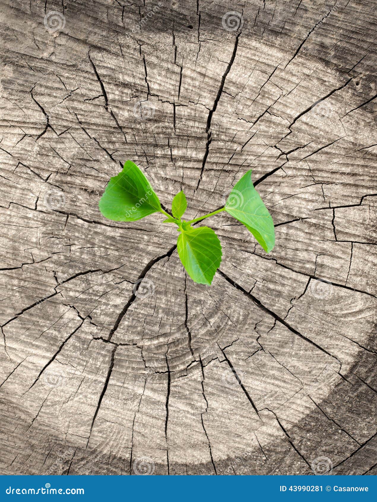 Plant Growing on Tree Stump Stock Image Image of growth, life 43990281