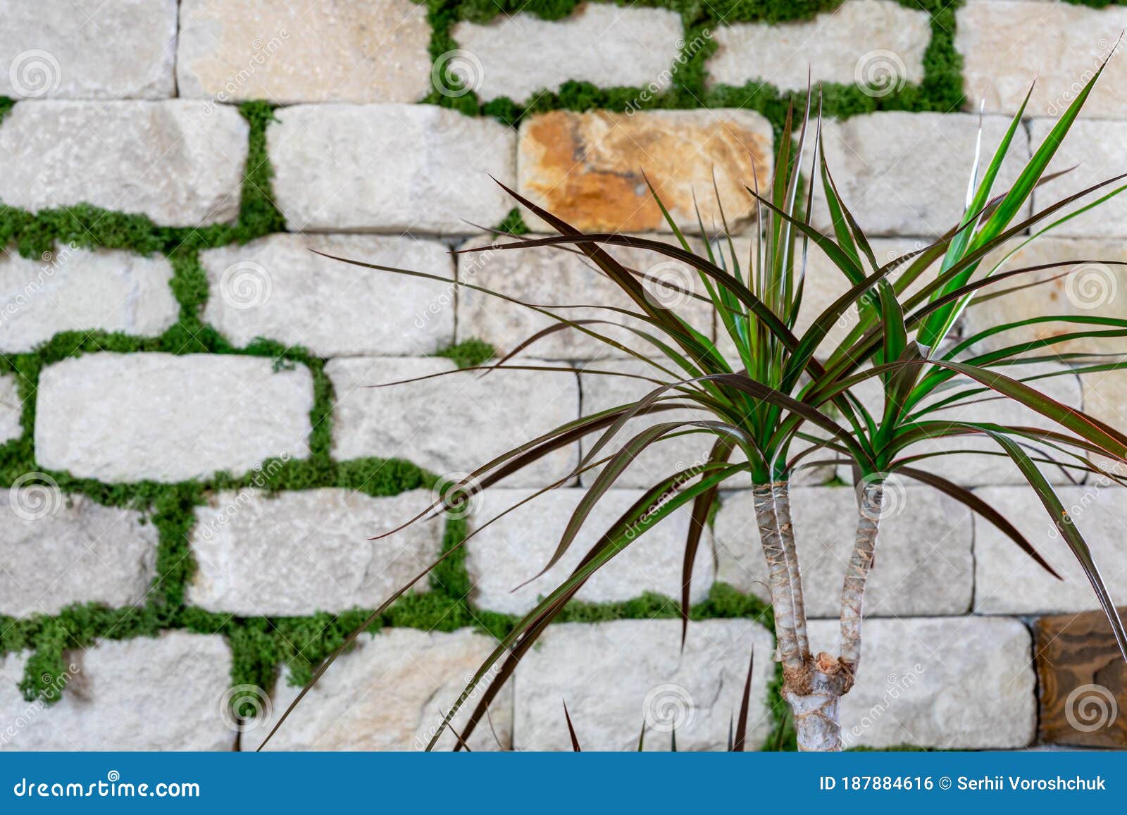 The Plant Grows on a Brick Wall Background. Decorative Brick Wall Stock