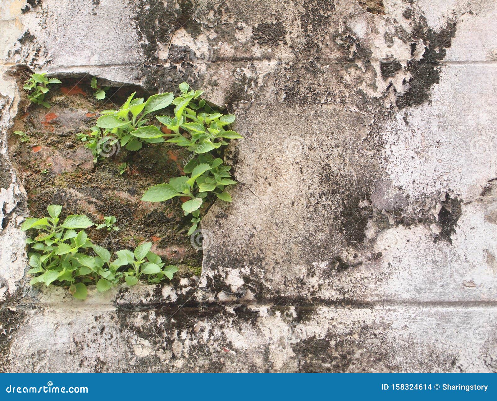 Plant grows in old wall stock photo. Image of nature 158324614
