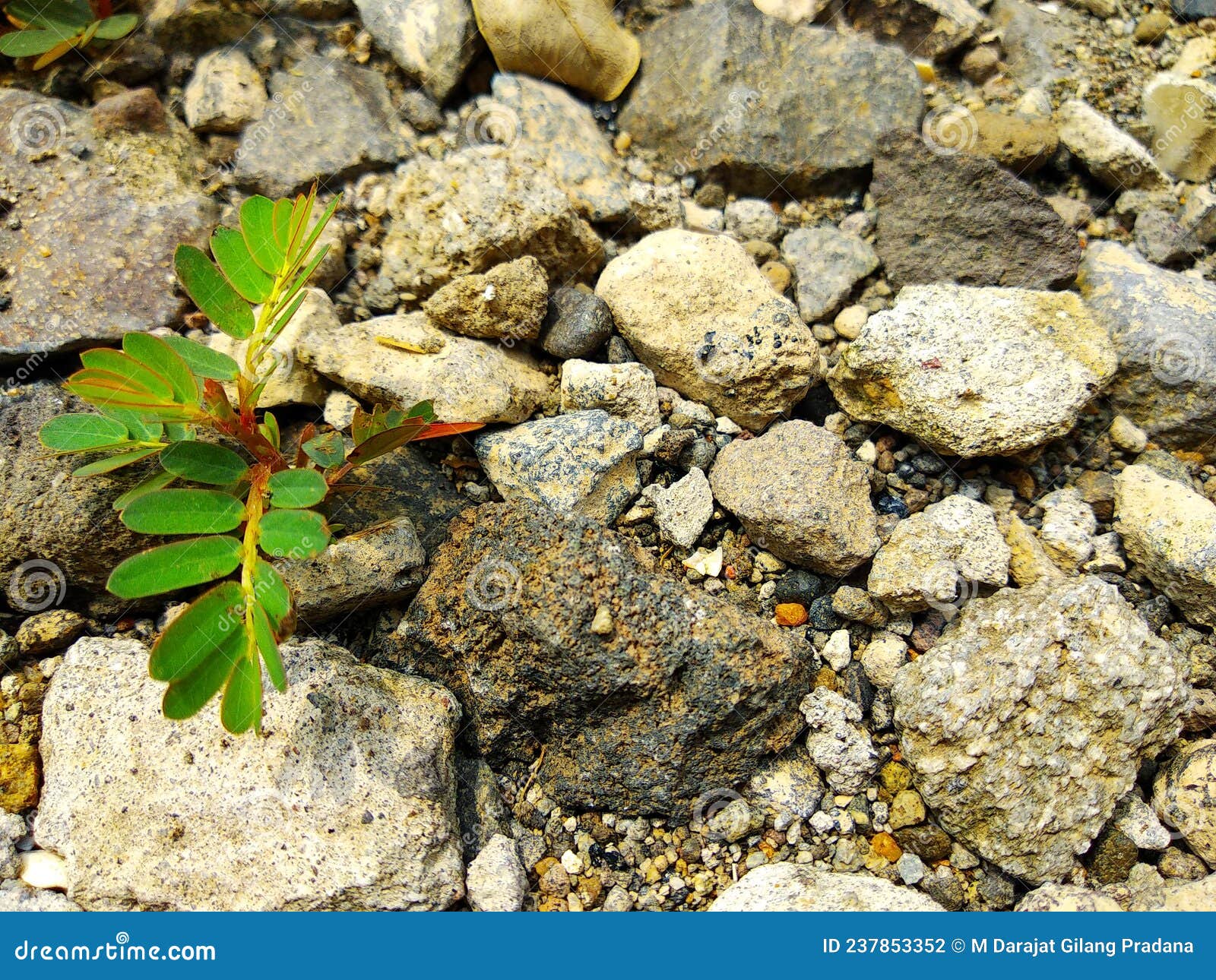 A Plant that Grows among Small Pebbles Stock Photo Image of plant