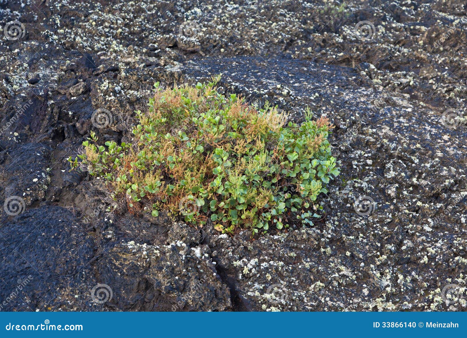 Plant Grows on Volcanic Soil in Lanzarote Stock Photo Image of summer