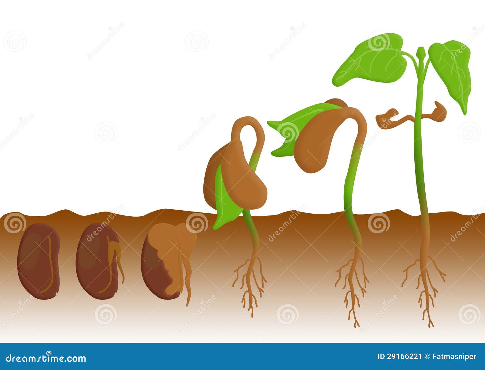 Sequence Of Bean Seeds Germination Cartoon Vector