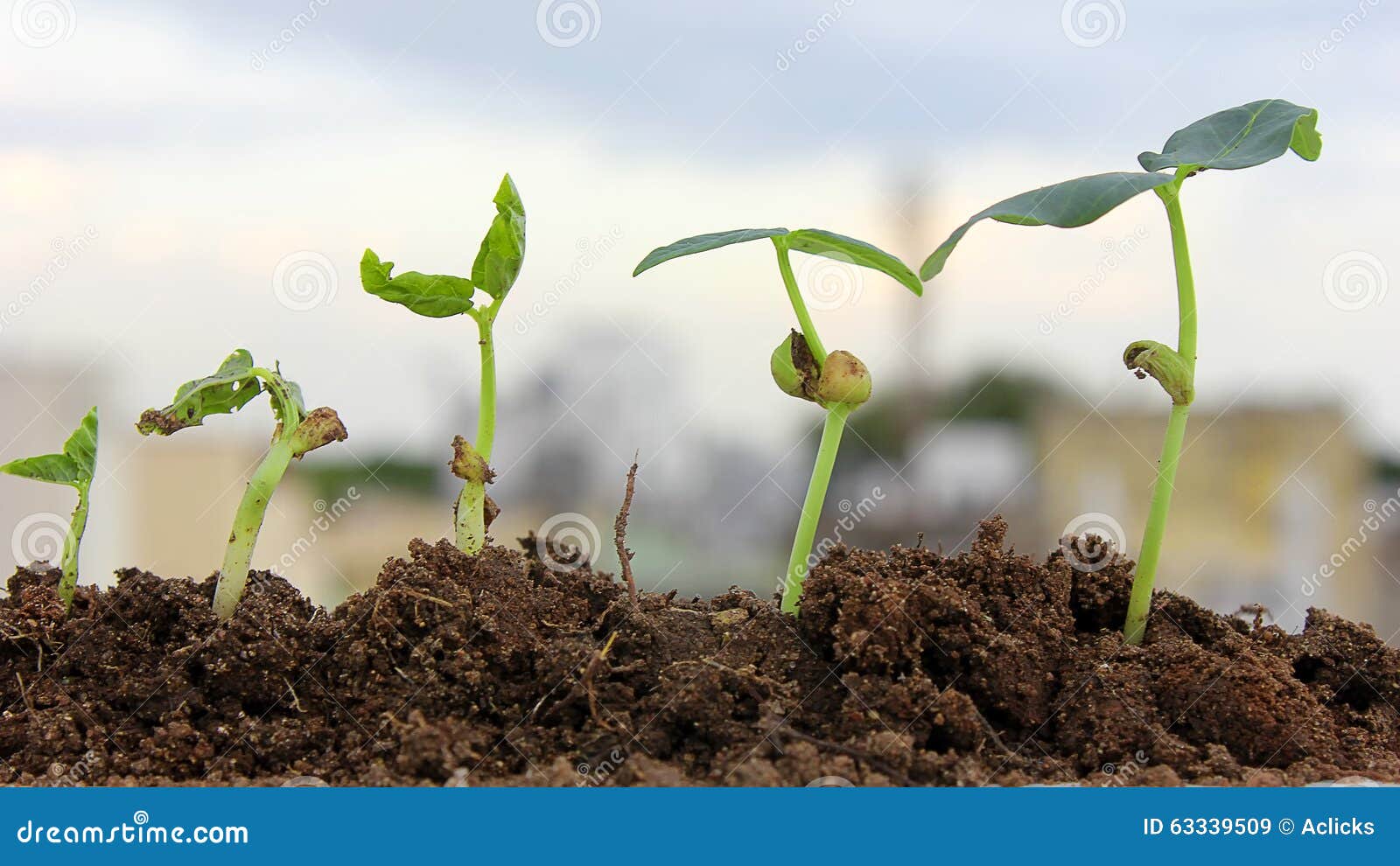 Plant growthBaby plants stock image. Image of care, ideas 63339509