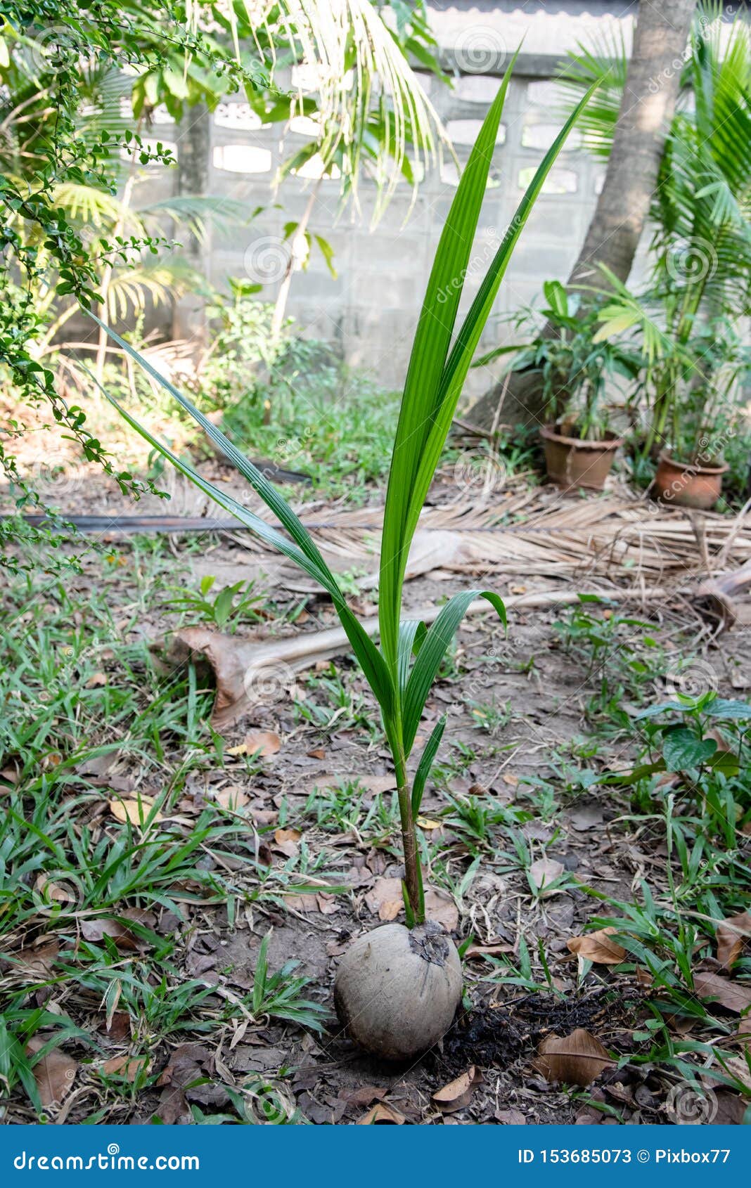 Plant Growth from Coconut Fruit I Stock Image Image of agriculture, tropical 153685073