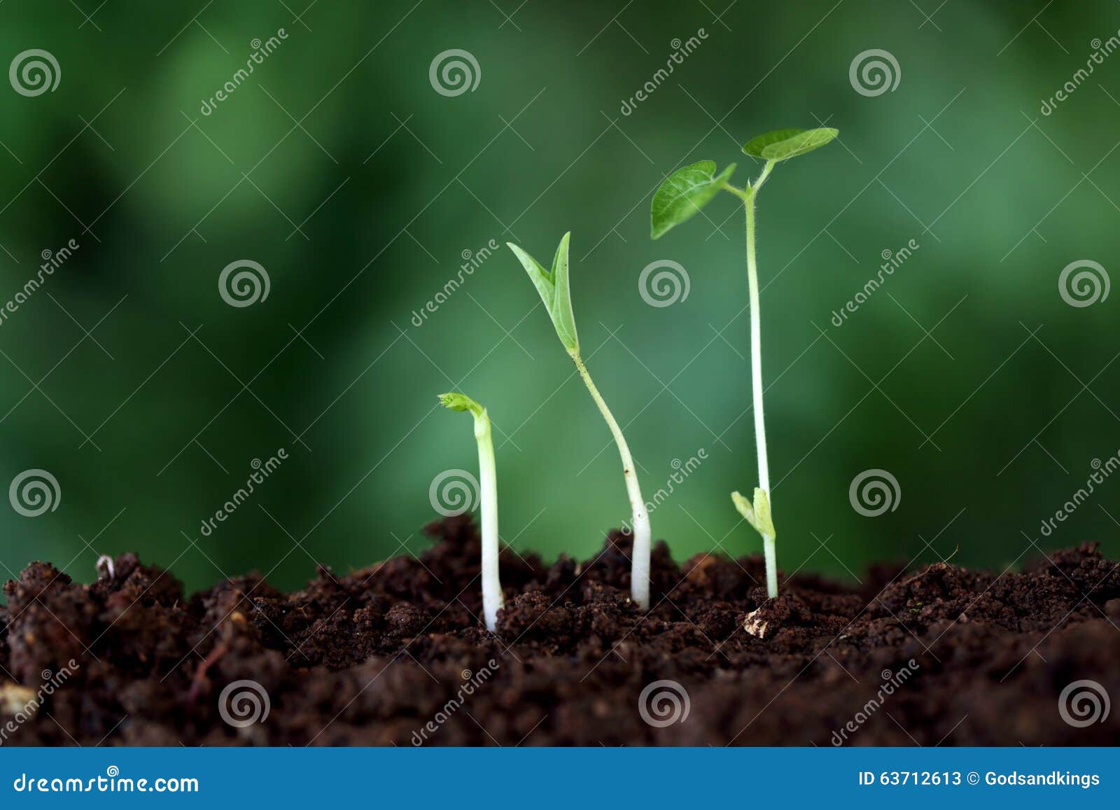 Plant GrowthNew Beginnings Stock Image Image of cultivated, closeup