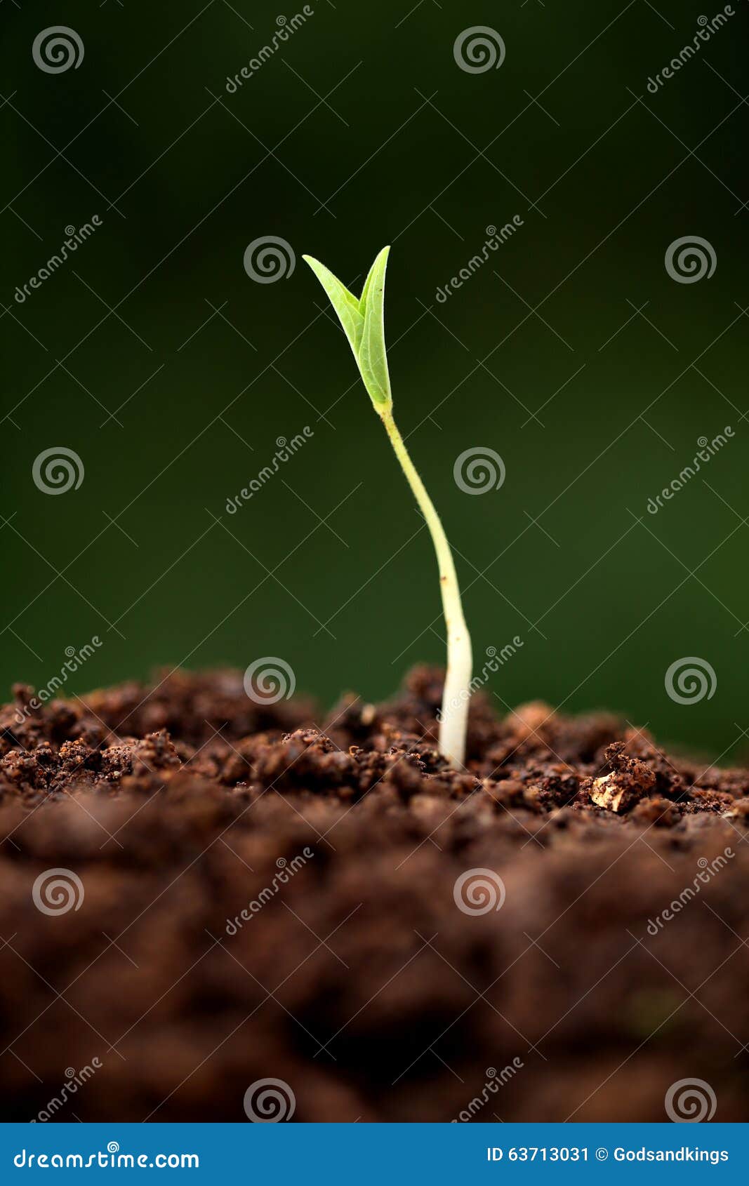 Plant GrowthNew Beginnings Stock Image Image of green, germinating