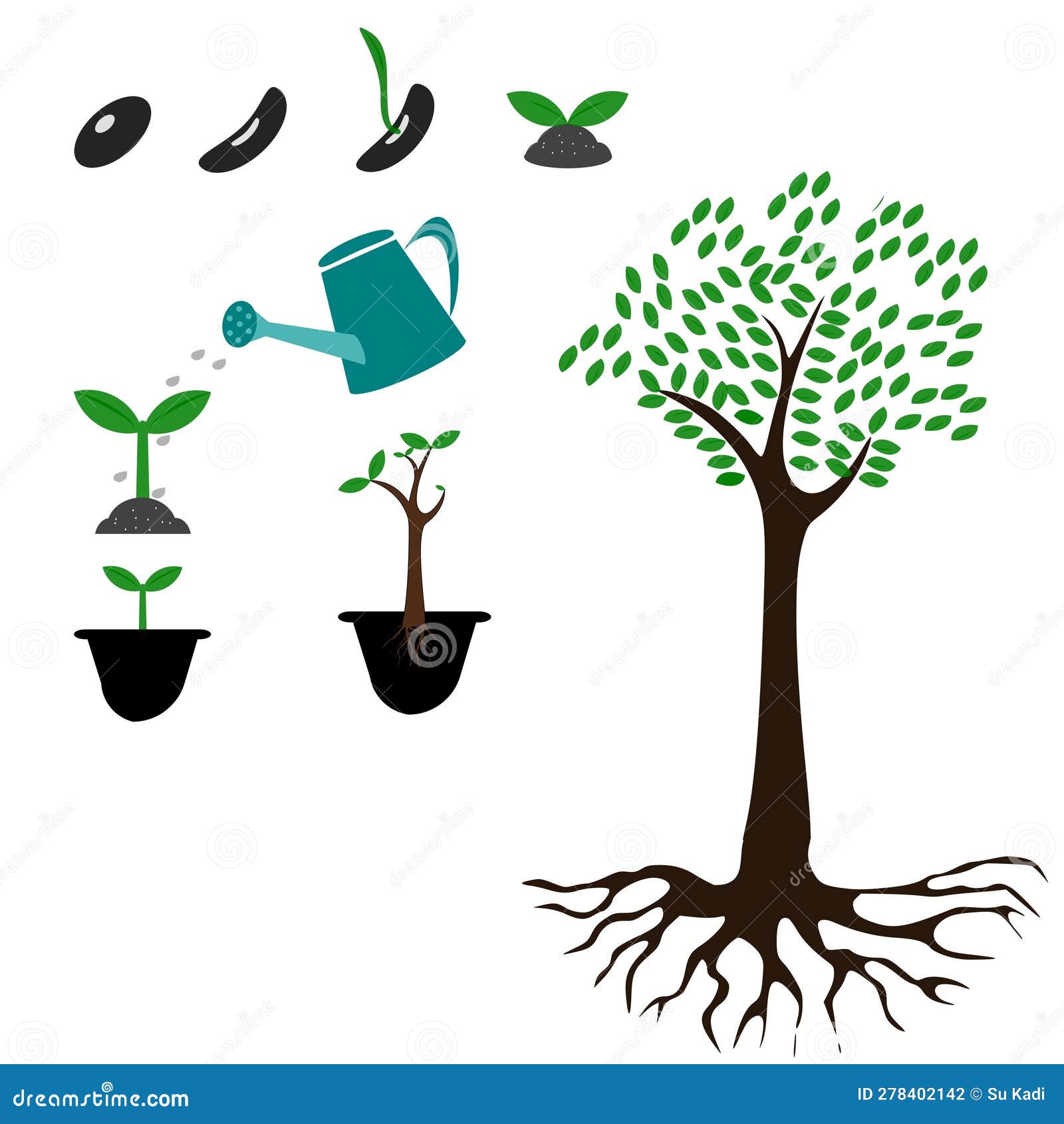 Plant Growth Phases from Seed To Tree Stock Illustration Illustration