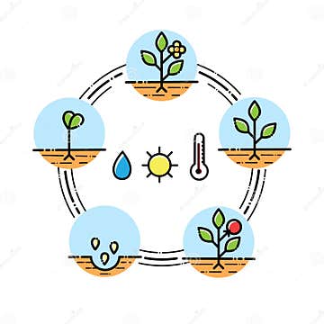 Plant Growth Stages Infographics Planting Fruits, Vegetables Process ...