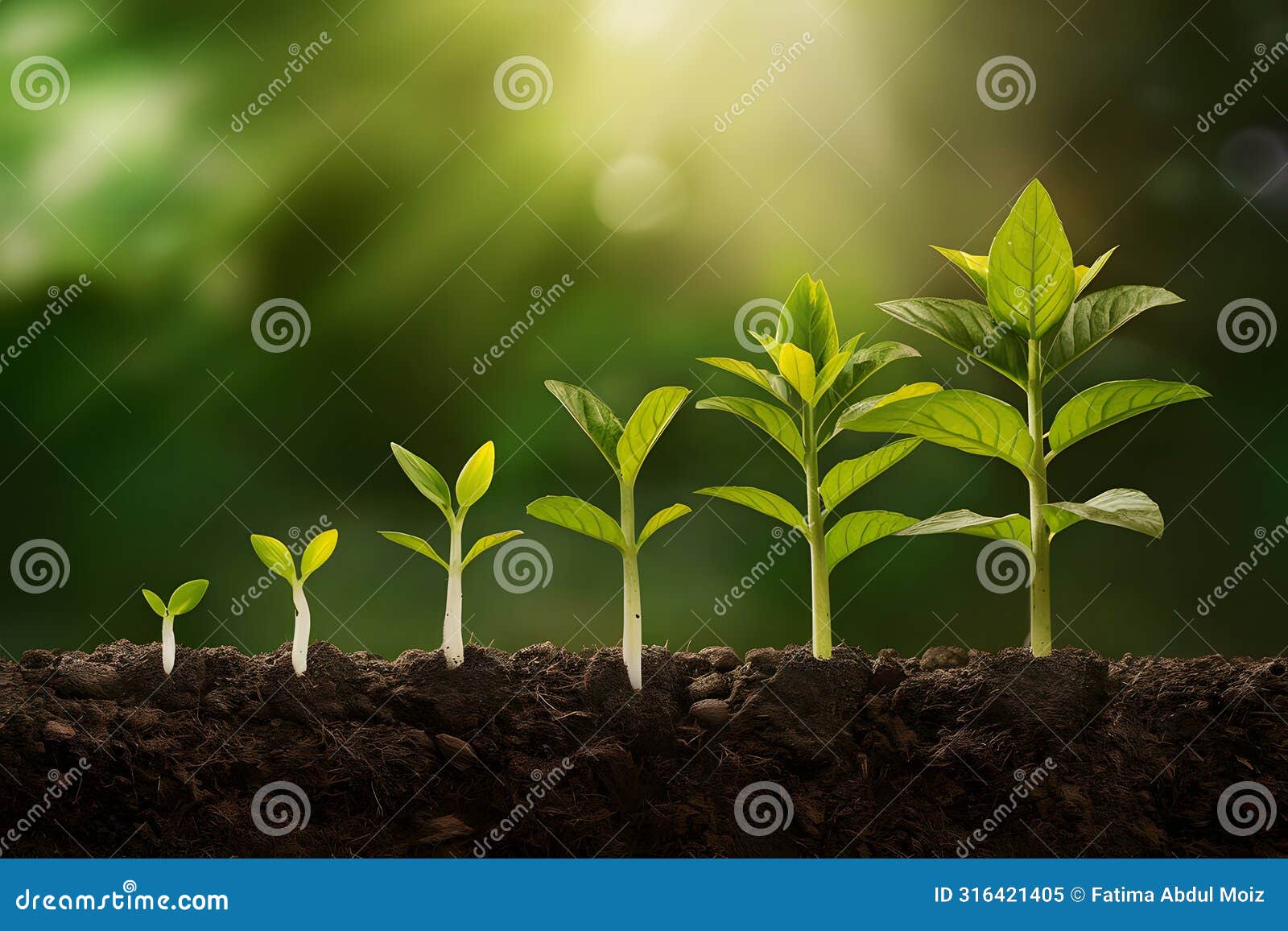 plant growth stages from sprout to maturity in rich soil against green background