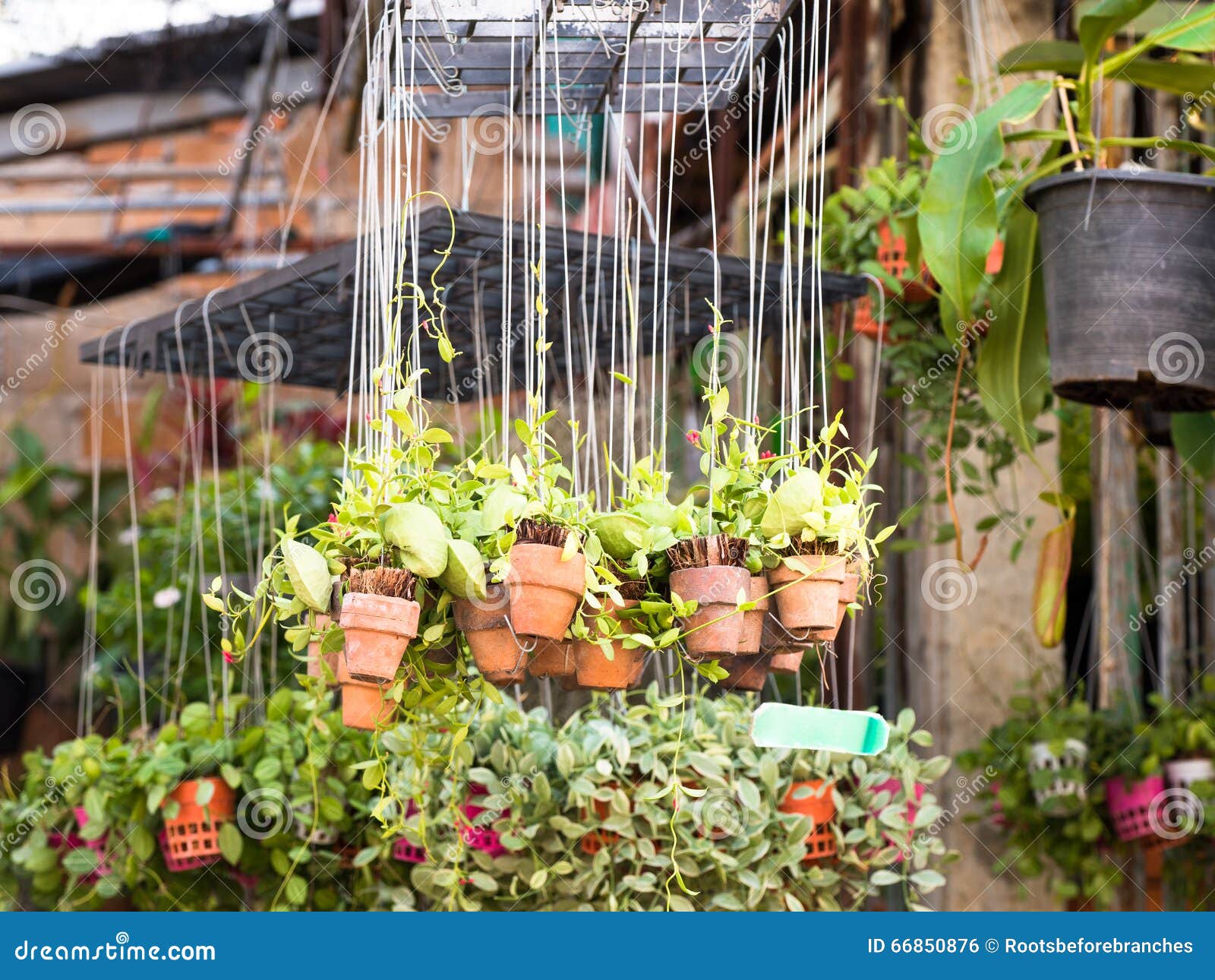 Plant in the Hanging Clay Pots in Garden Stock Photo Image of house
